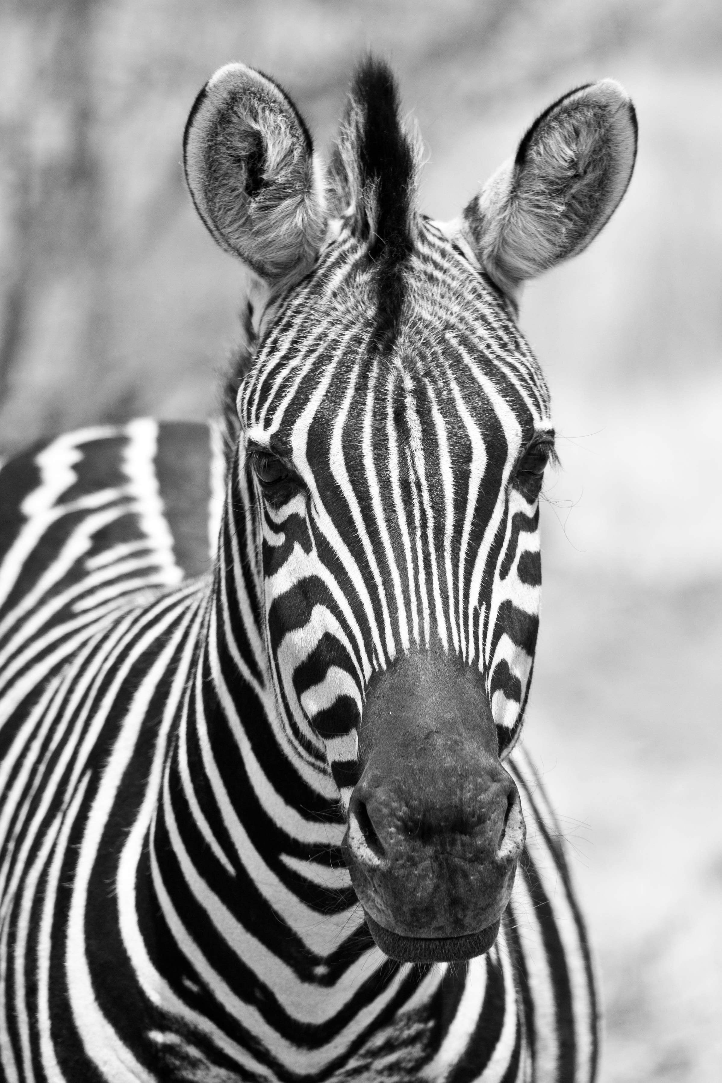 animal head, animal markings, vertical, portrait, focus on foreground, animals in the wild, monochrome, grayscale, close-up, mammal, photo, no people, wildlife, Phone HD Wallpaper