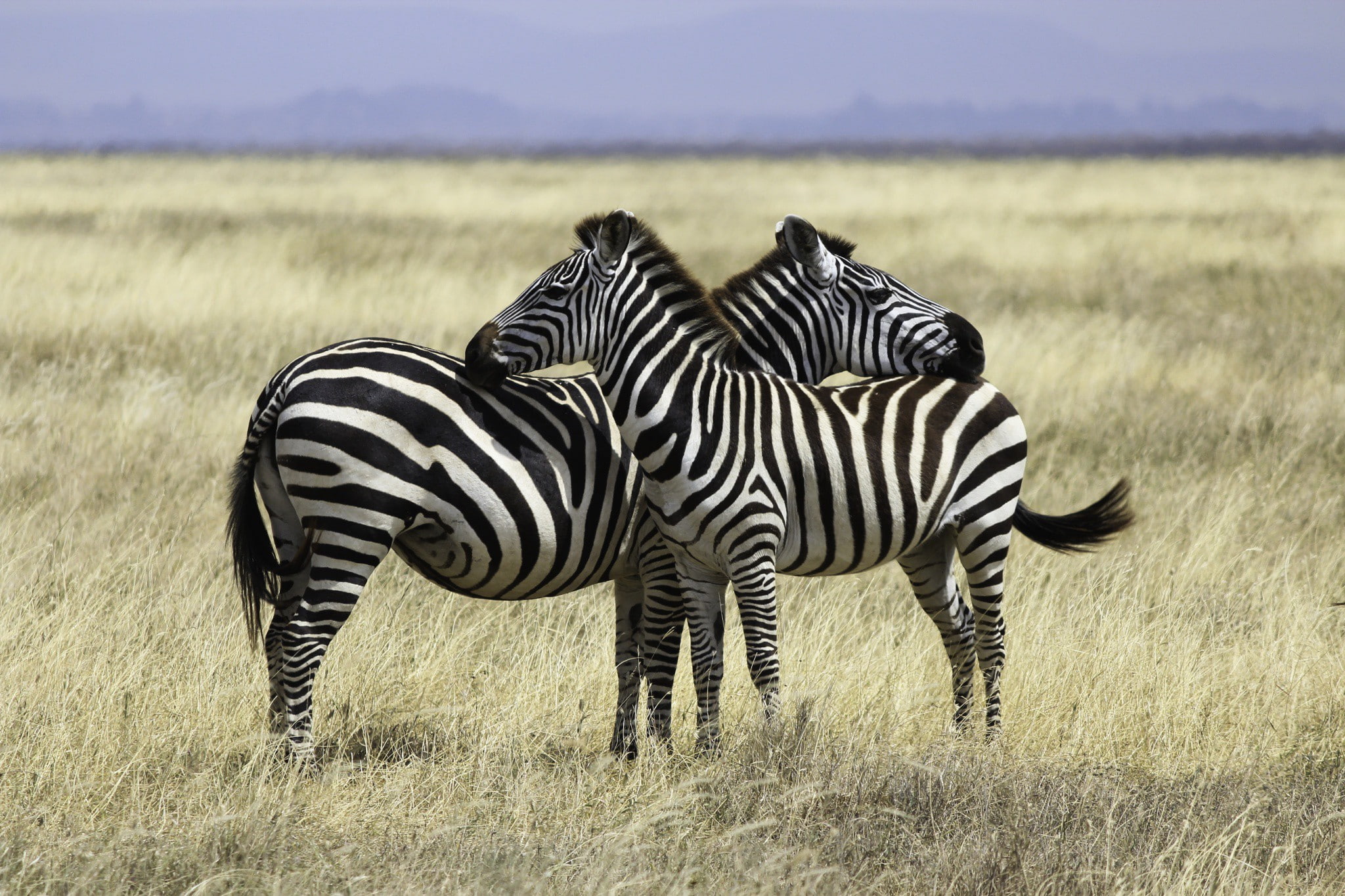 zebras, safari, pair, serengeti, 1080P, HD Wallpaper