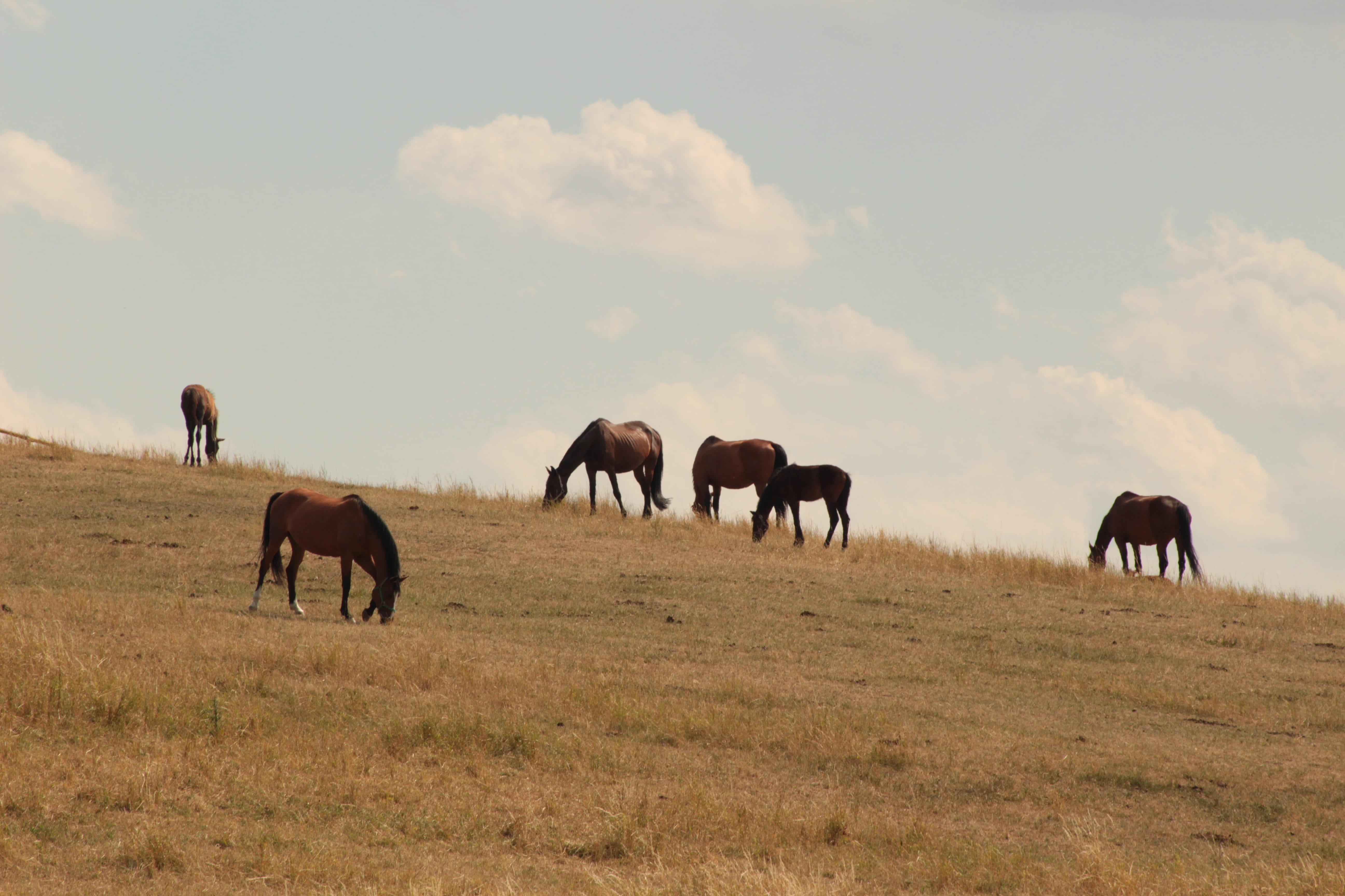 domestic animals, mammal, animal, land, pastando, vertebrate, herd, field, caballo, stallions, hillside, plant, 5K, group of animals, sky, animal wildlife, HD Wallpaper