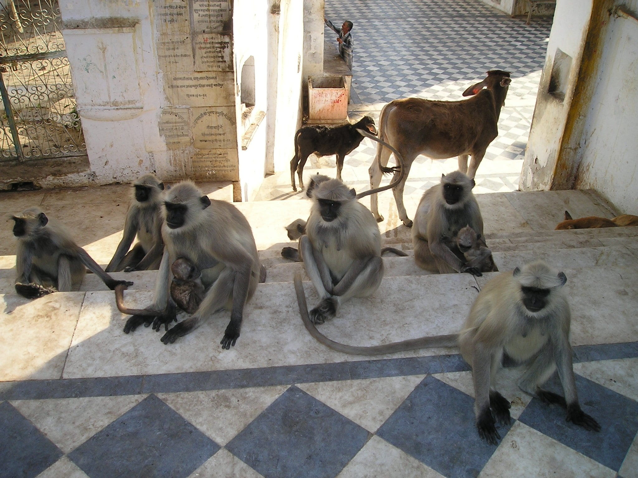 large group of animals, animals in the wild, ape, holy, sunlight, day, nature, group of animals, india, calf, ape horde, dog, domestic animals, mammal, HD Wallpaper