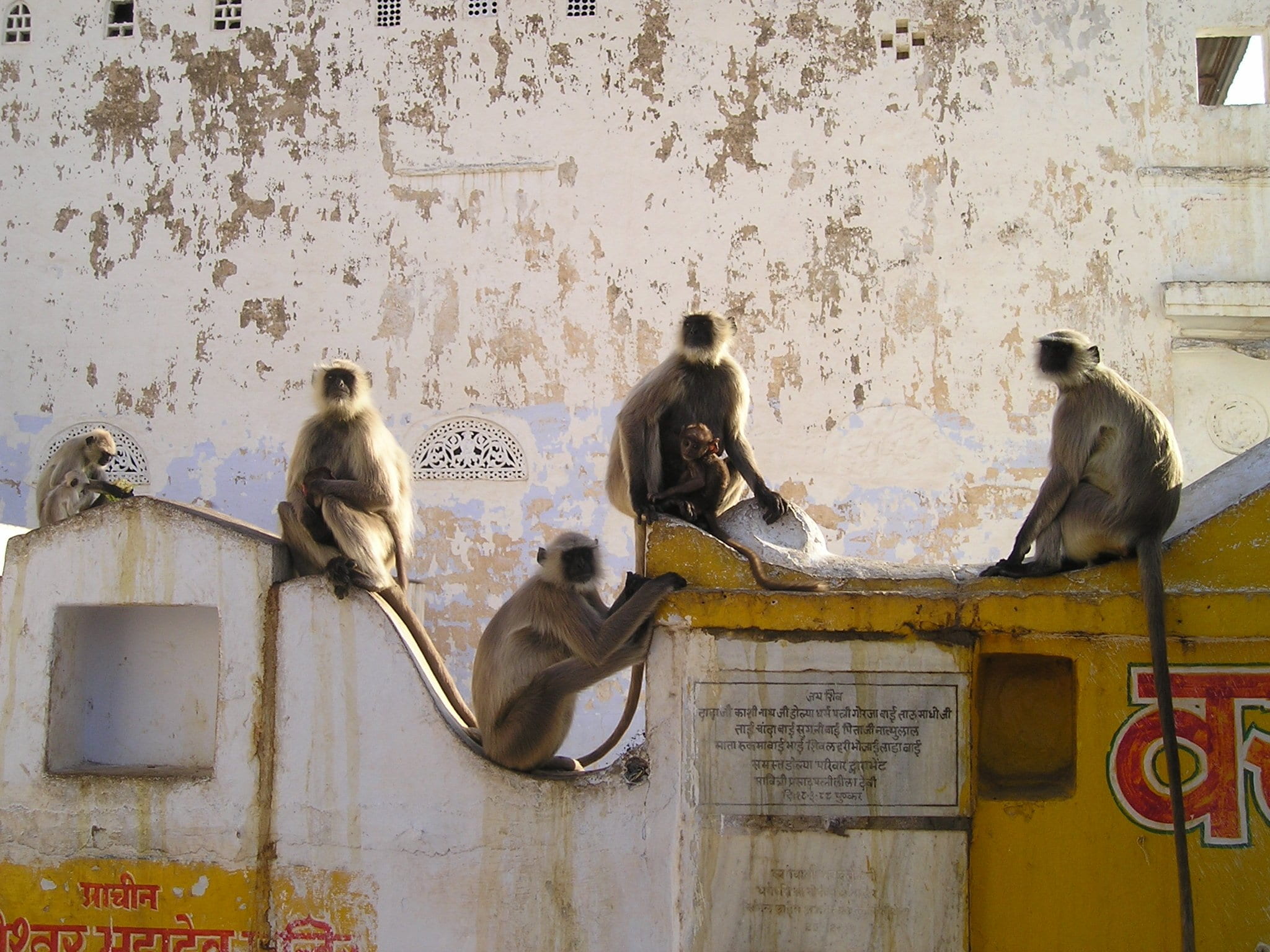 metal, old, no people, ape, outdoors, ape horde, group of animals, nature, sitting, wall - building feature, architecture, india, building exterior, built structure, HD Wallpaper