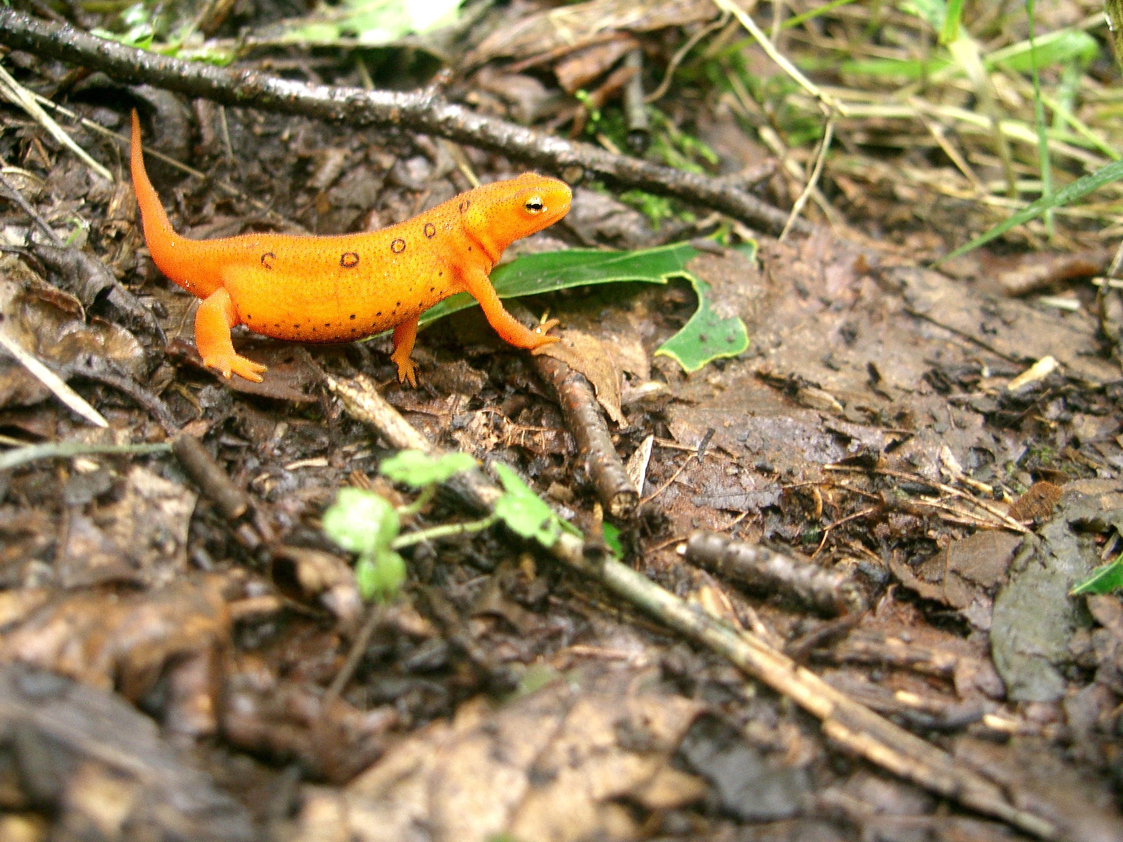 vertebrate, field, animal wildlife, close-up, reptile, animals in the wild, no people, day, animal themes, red eft, nature, plant part, animal, land, lizard, HD Wallpaper