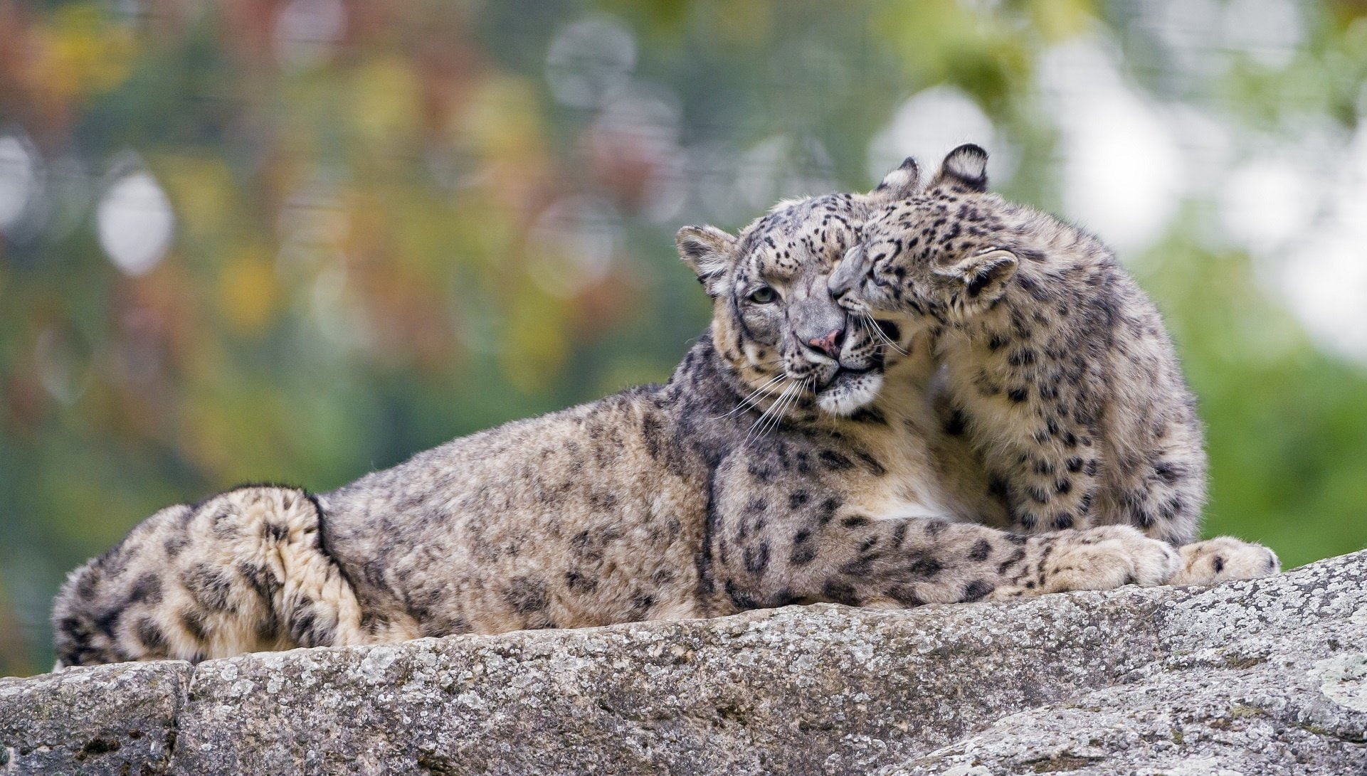 game, snow, leopard, zoo, predator, cat, Cub, Motherhood, Caring, 1080P, Kindness, Mother, couple, wild, family, HD Wallpaper