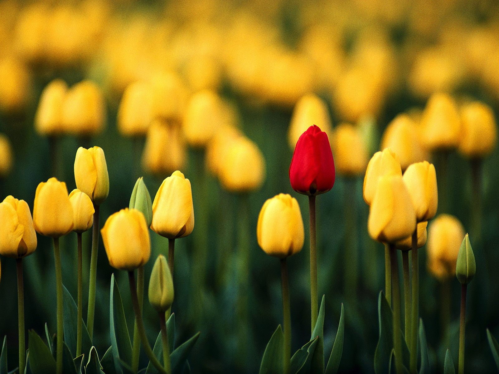 720P, one, kind, HD Wallpaper
