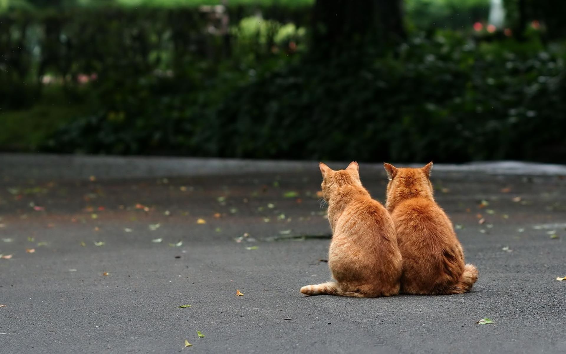 orange, 1080P, kind, two, animals, kittys, tiger, HD Wallpaper