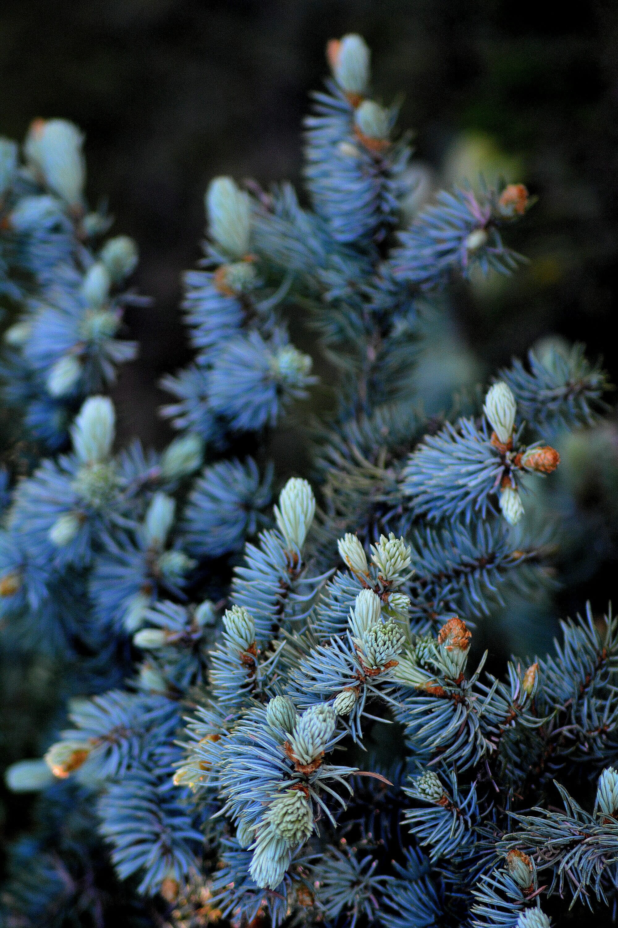 tranquility, blue, day, fir tree, update, needle - plant part, freshness, 2K, pine tree, no people, selective focus, green color, close-up, coniferous tree, Phone HD Wallpaper
