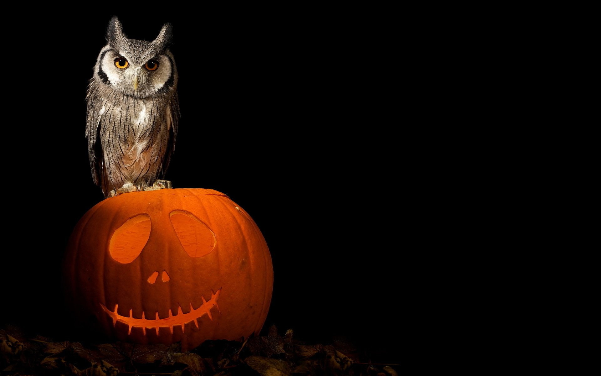 Jack-o-lantern, vertebrate, night, jack o lantern, indoors, black background, Halloween, animal themes, copy space, Holiday, studio shot, illuminated, 1080P, HD Wallpaper