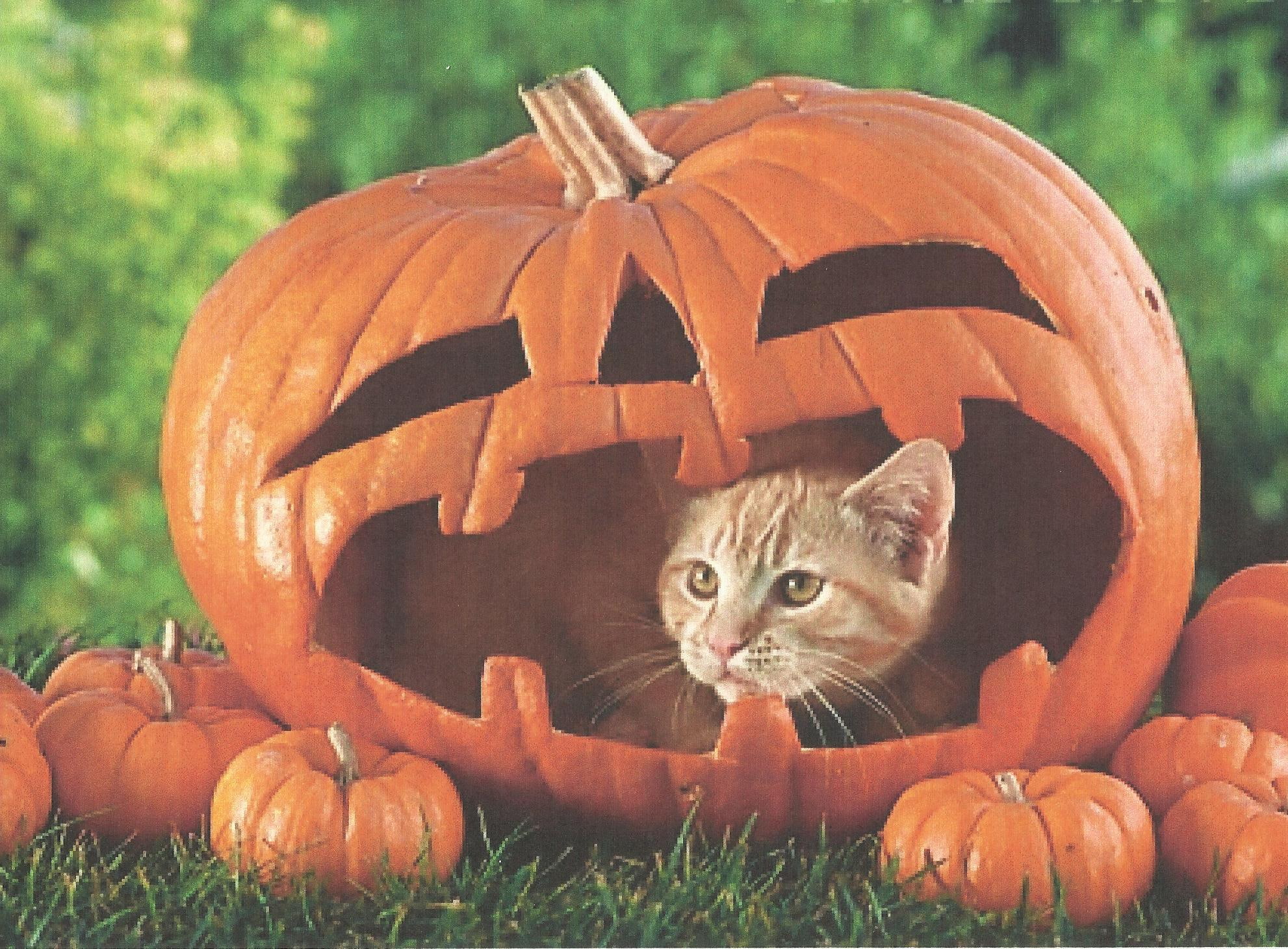 tabby, cat, feline, halloween, animals, pumpkin, cute, kitten, 1080P, HD Wallpaper