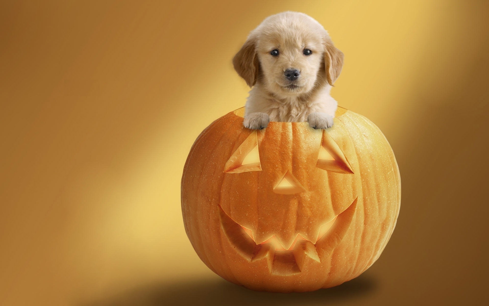 decor, funny, dog, halloween pumpkin, jack, pumpkin, retriever, 1080P, ready, puppy, halloween, lantern, golden, HD Wallpaper