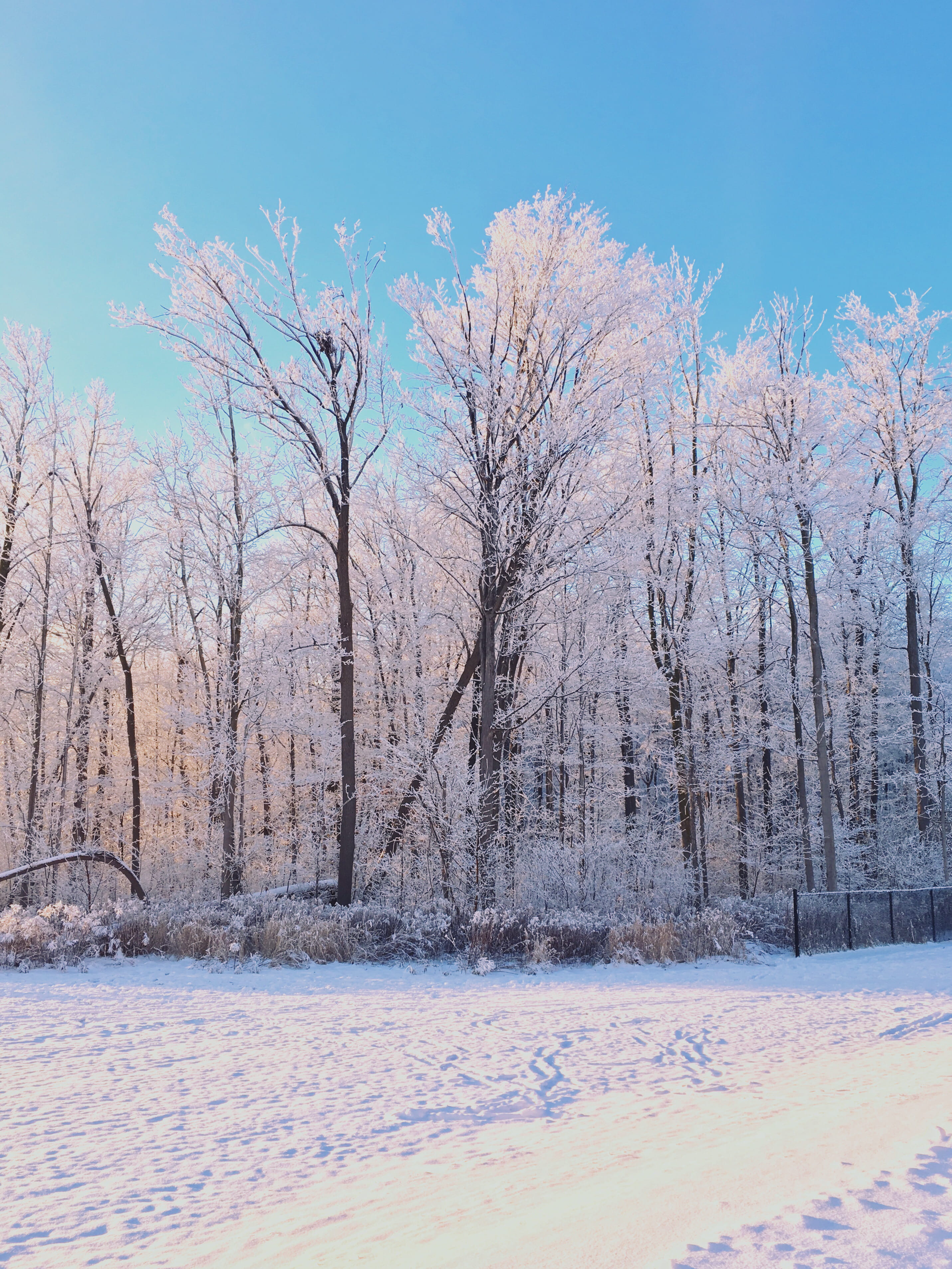 bare tree, 2K, tree, winter, nature, tranquility, beauty in nature, land, scenics - nature, waterloo, snow, ontario, ice, environment, trees, white color, Phone HD Wallpaper