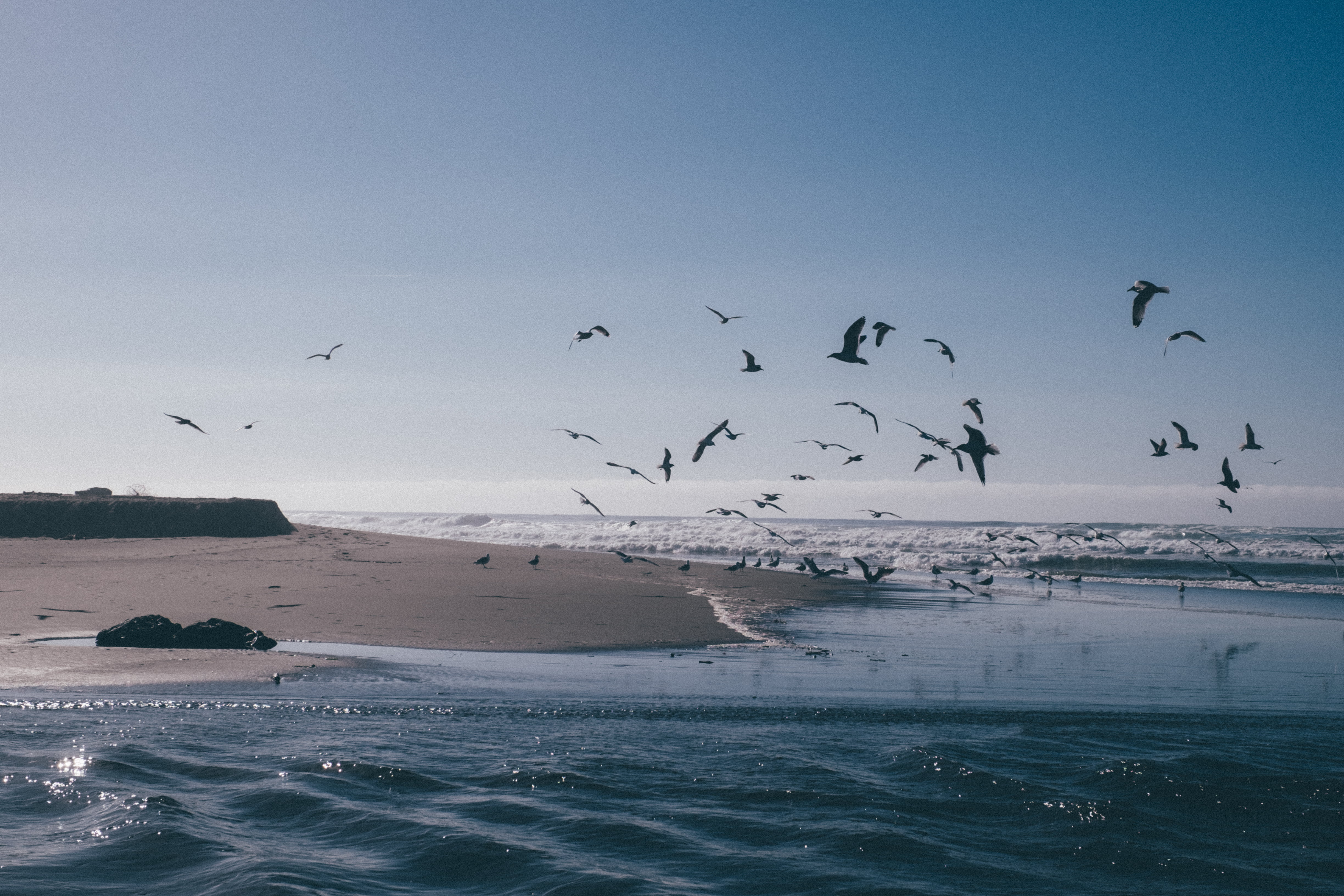 land, shore, birds, outdoor, travel, blue, animals in the wild, sky, 4K, beauty in nature, motion, outdoors, waves, large group of animals, beach, group of animals, HD Wallpaper
