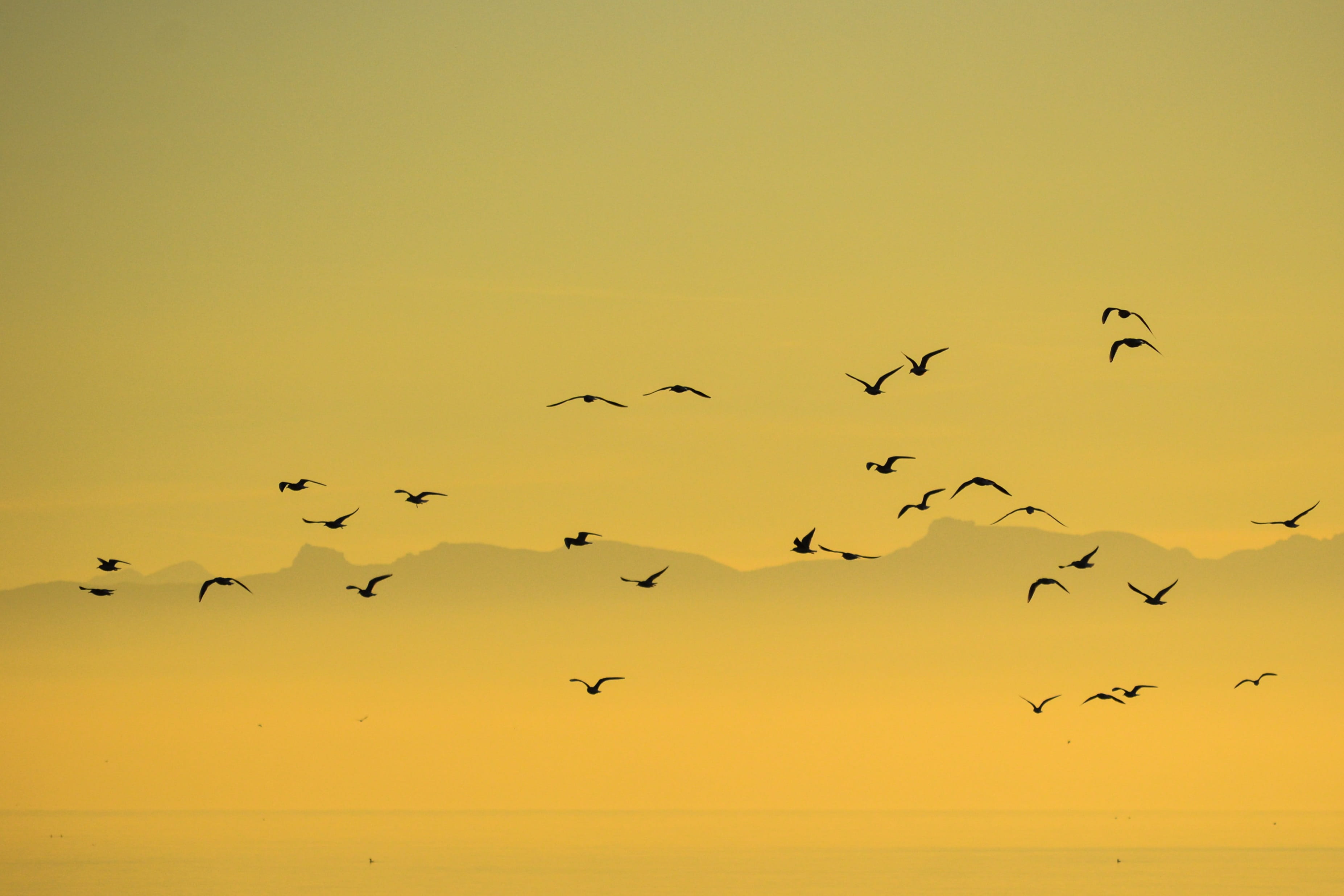 group of animals, clear sky, vertebrate, motion, sky, no people, large group of animals, bird, golden sunset, sunset, flock of birds, altitude, animal themes, HD Wallpaper