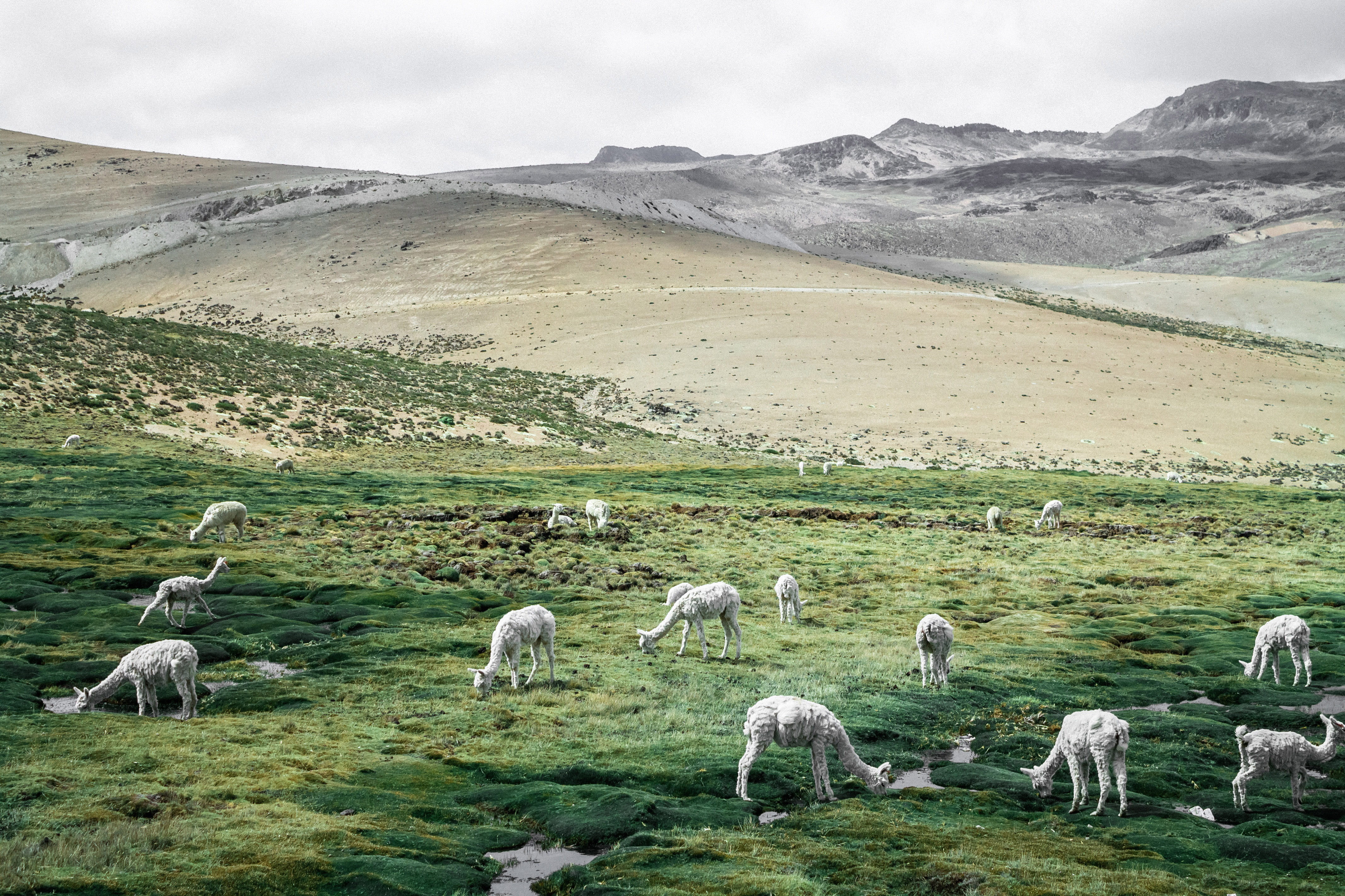 scenics - nature, grass, Llama, environment, animal wildlife, livestock, photos, grazing, tranquility, pasture, animal themes, meadow, group Of Animals, HD Wallpaper