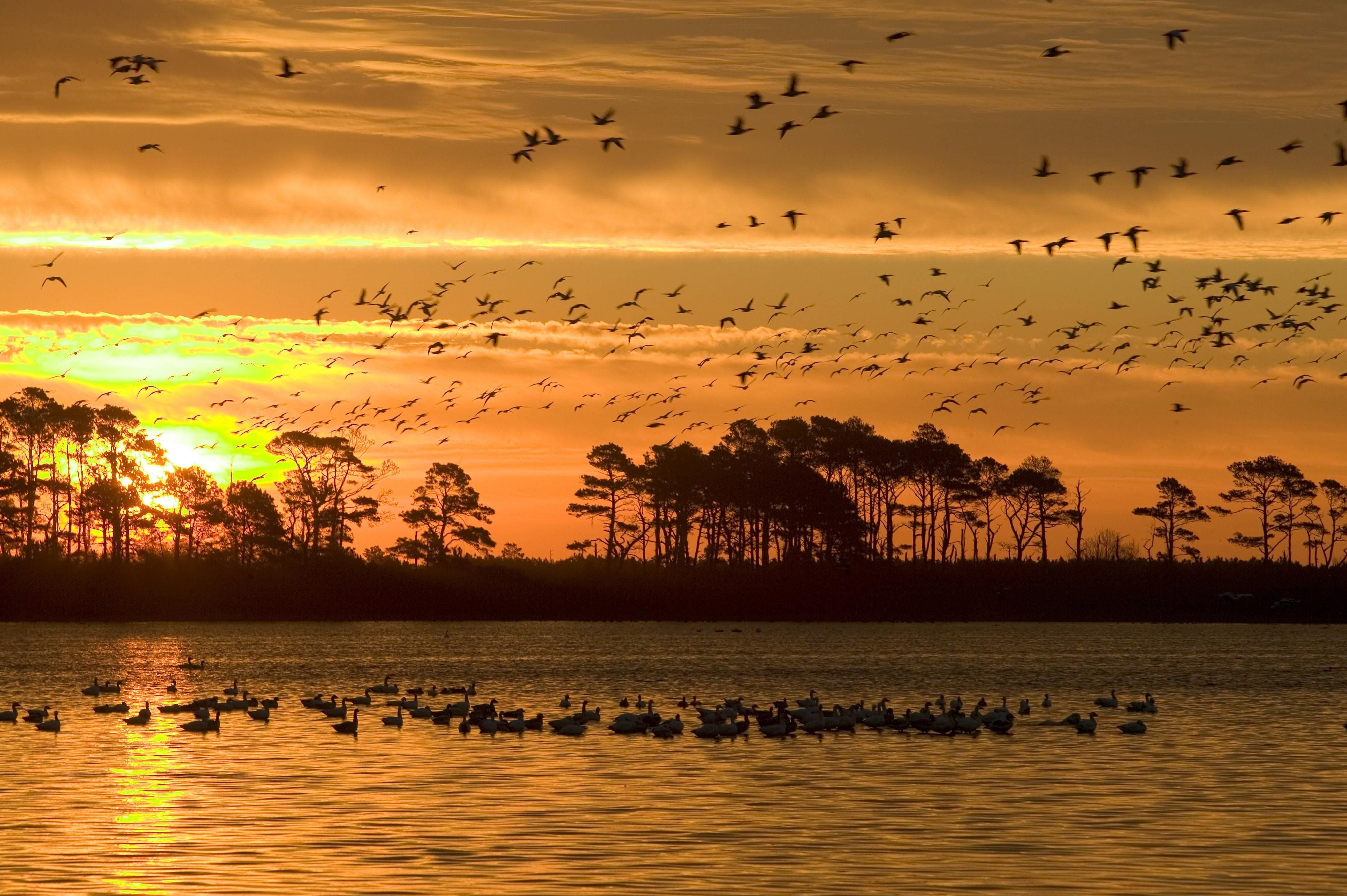 animal wildlife, surrounded, silhouettes, water, nature, silhouette, flying, trees, scene, reflections, chincoteague, beauty in nature, sky, wildlife refuge, HD Wallpaper
