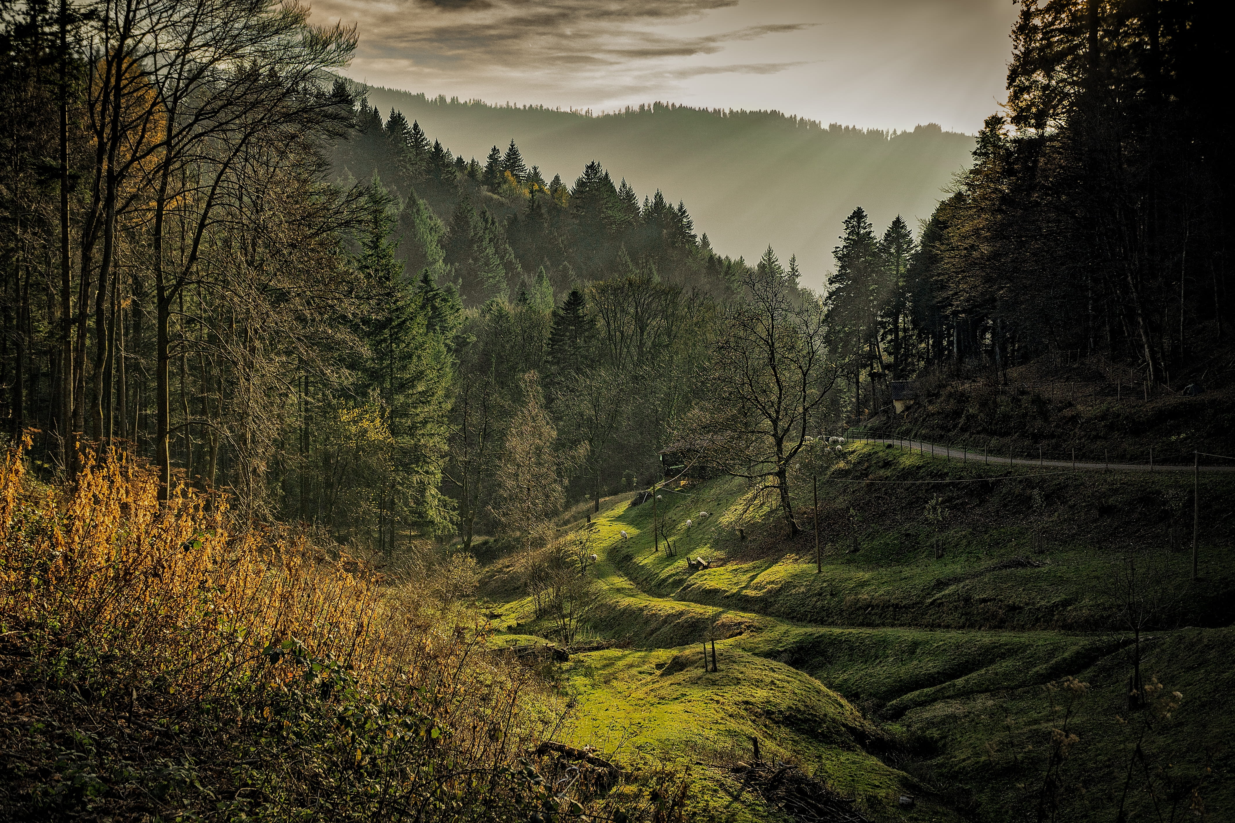 landscape, no People, morning, green Color, 4K, nature, scenics, land, Black Forest, sky, non-Urban Scene, plant, beauty In Nature, woodland, autumn, black, HD Wallpaper