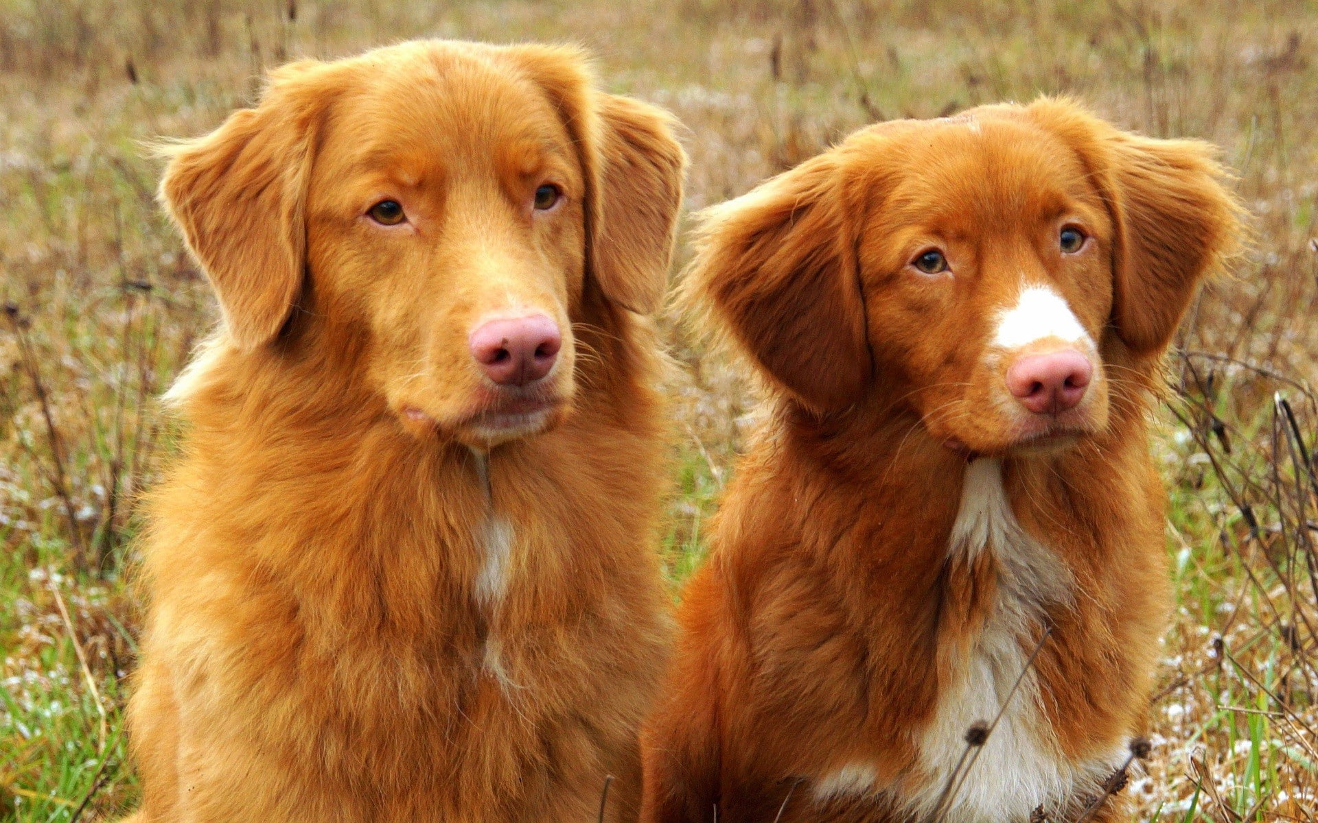 animals, dog, Nova Scotia Duck Tolling Retriever, 1080P, HD Wallpaper