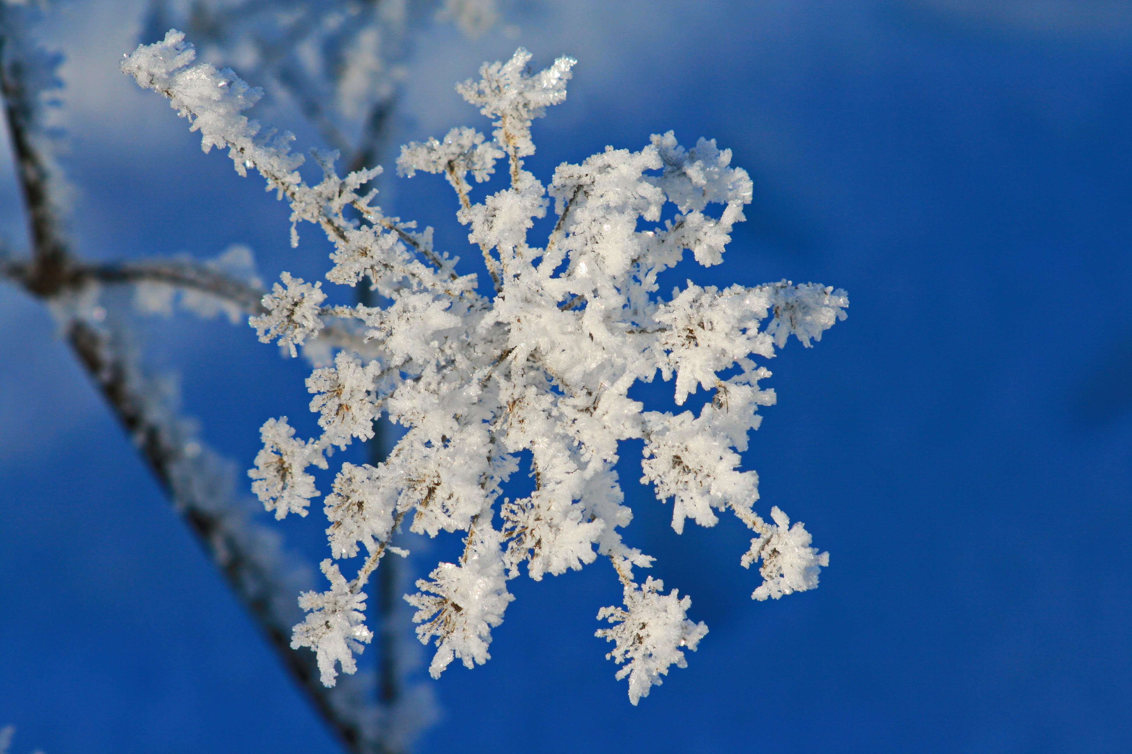 tree, frost, snowflake, white color, flower, focus, winter dream, cold, petaled, frozen, snowy, blue, wintry, blue sky, hoarfrost, branch, selective, crown, HD Wallpaper