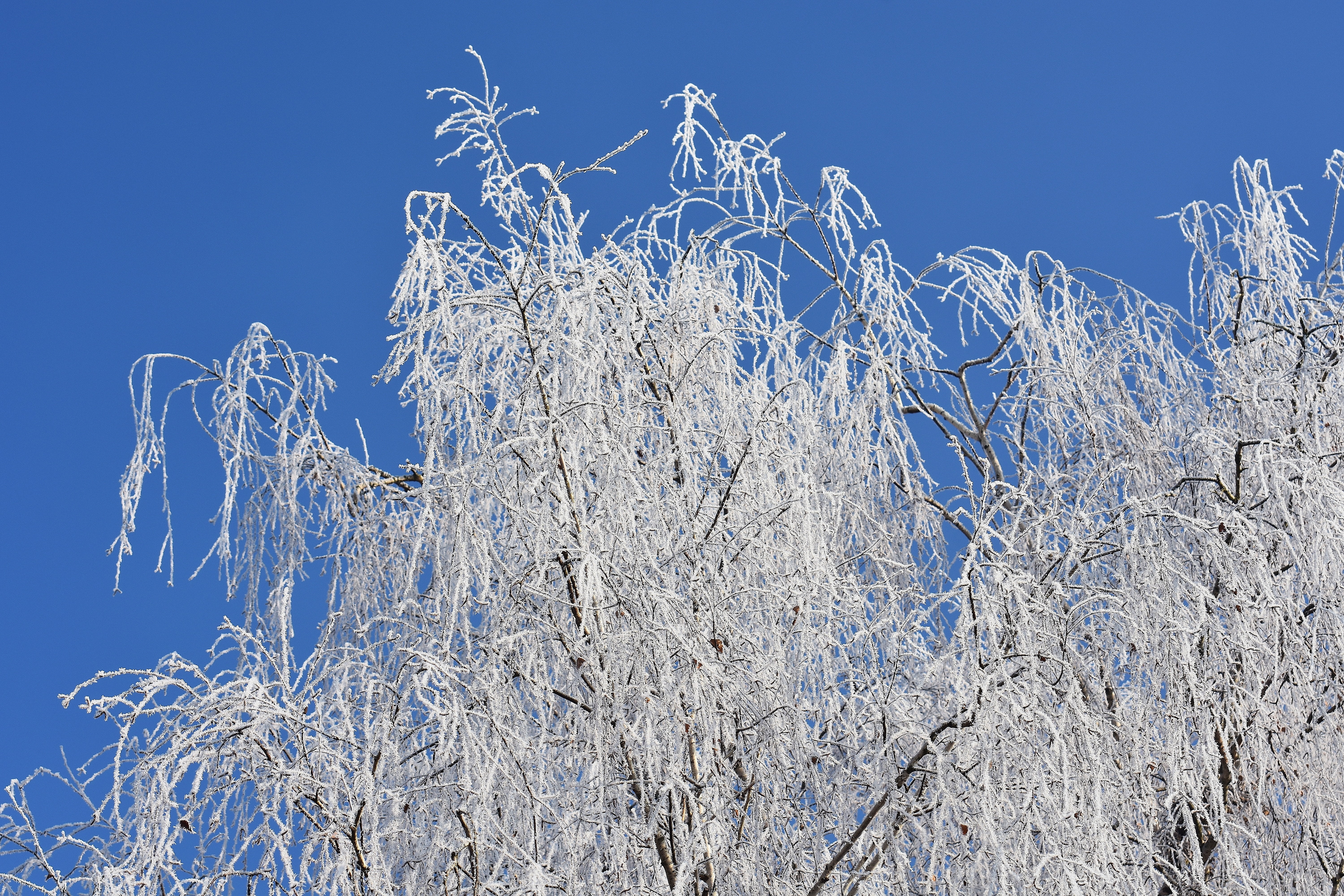 nature, low angle view, no people, winter time, pine tree, snow, day, outdoors, cold temperature, tranquility, ice, white color, sky, winter, crown, frost, HD Wallpaper