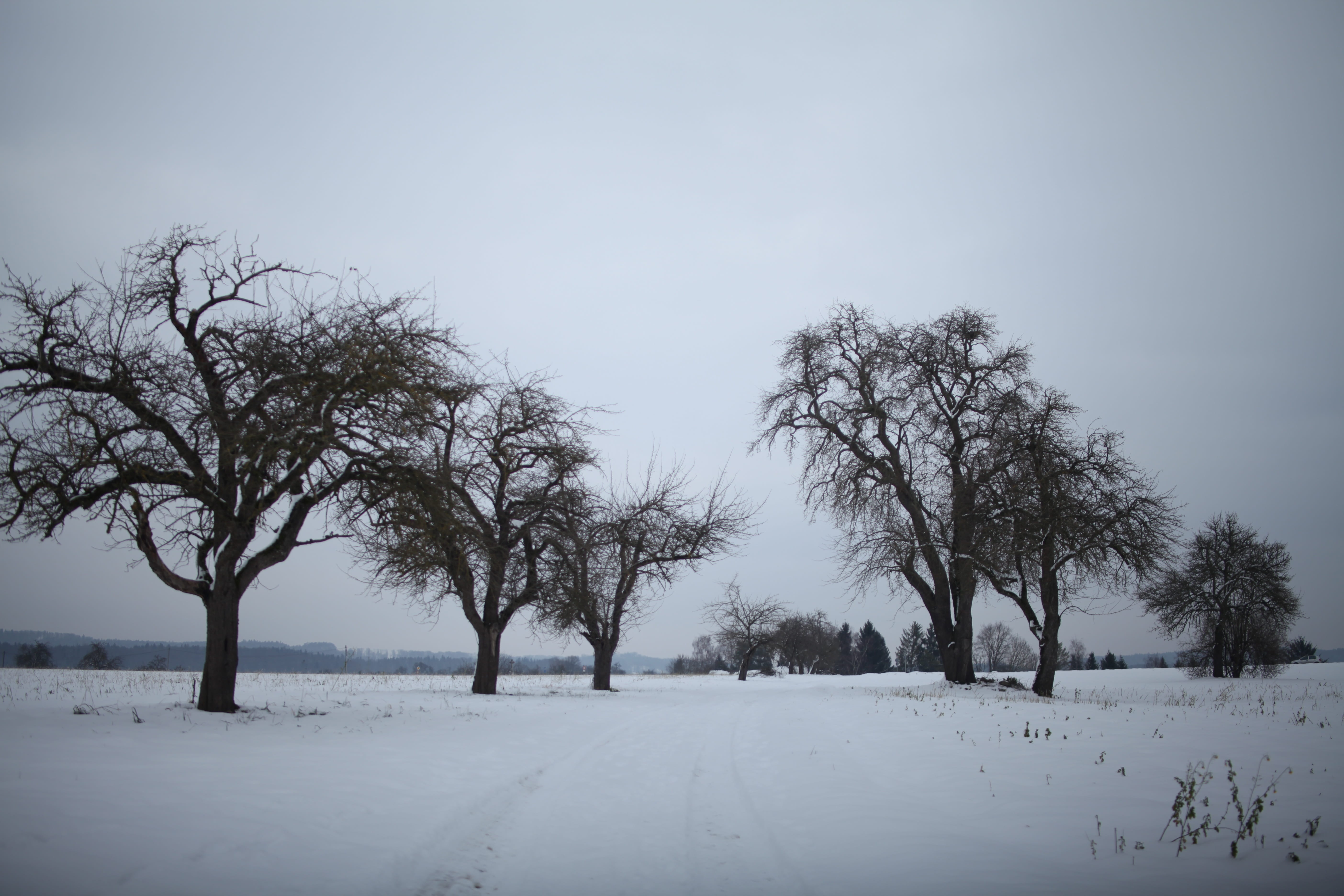 tranquility, land, plant, gloomy, Frost, outdoors, abendstimmung, kahl, 5K, Winter, Snow, branch, walk, crown, apple, dead plant, white color, aesthetic, HD Wallpaper