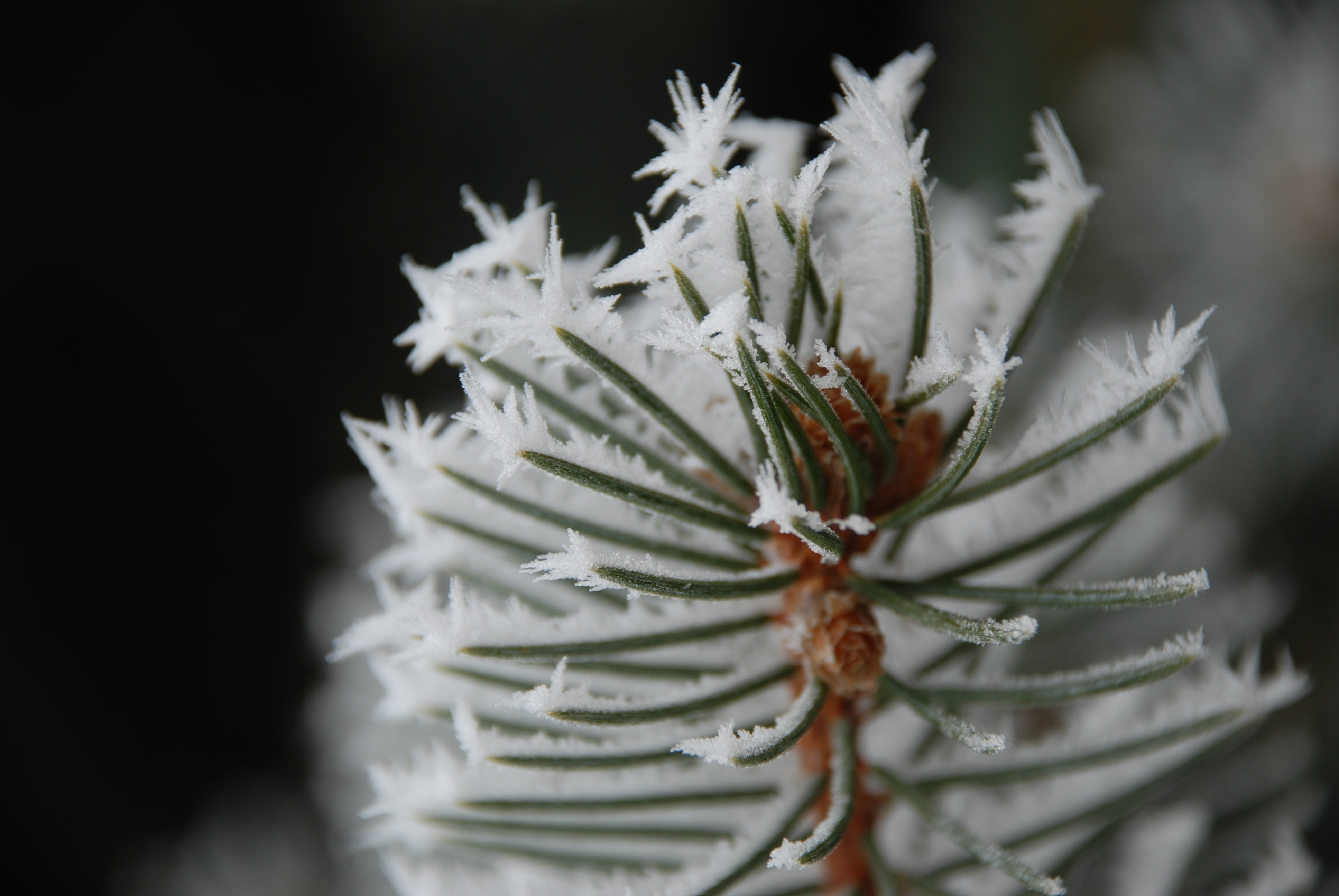 wood, fir tree, gray, pinaceae, pasture, landscape, frosty, winter, christmas, focus on foreground, 4K, crown, gardening, evergreen tree, tree, cold, snow, HD Wallpaper
