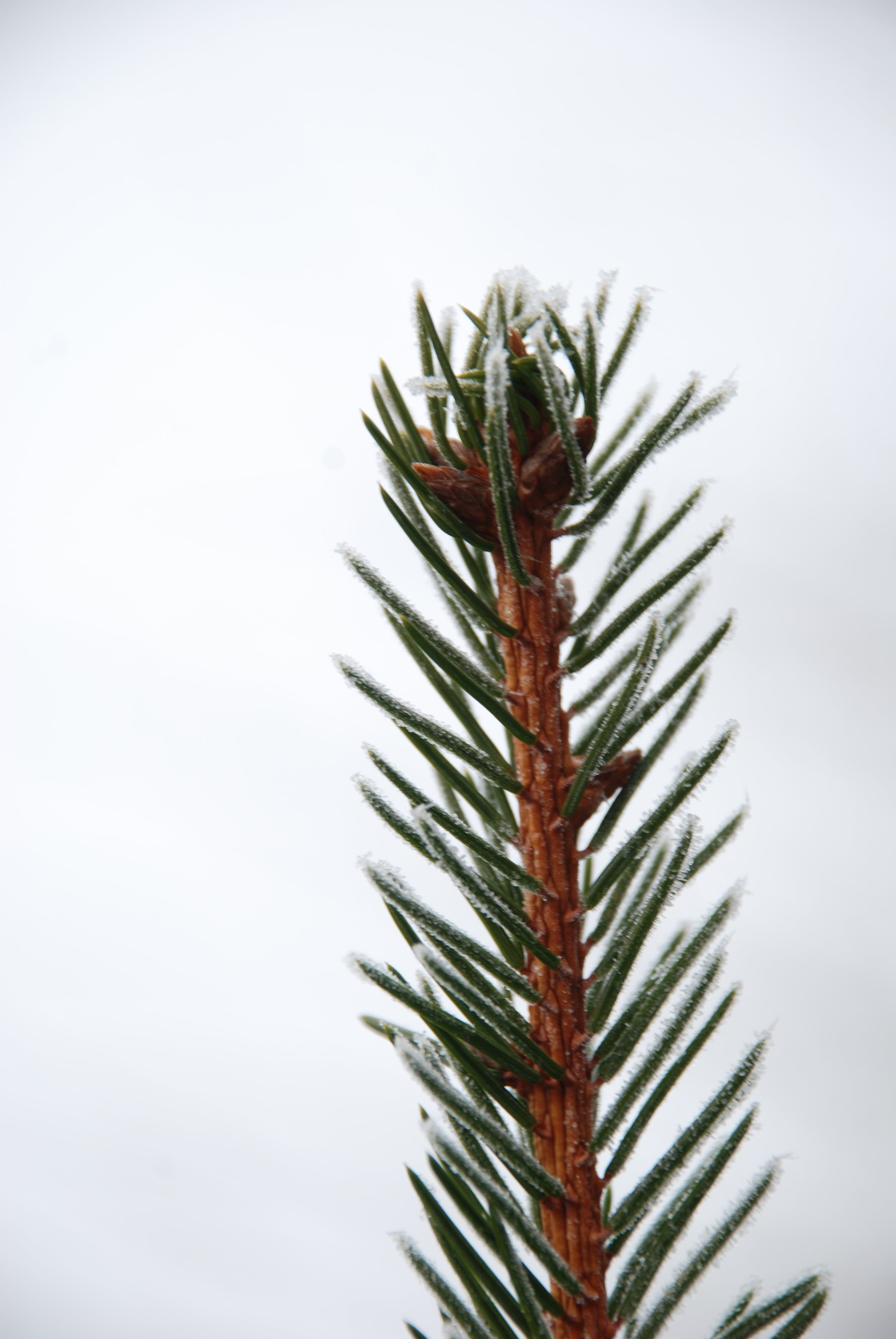 fog, nature, palm leaf, evergreen tree, copy space, forest, green color, needle - Plant Part, plant, 4K, frost, sky, crown, pinaceae, gray, branch, christmas tree, Phone HD Wallpaper