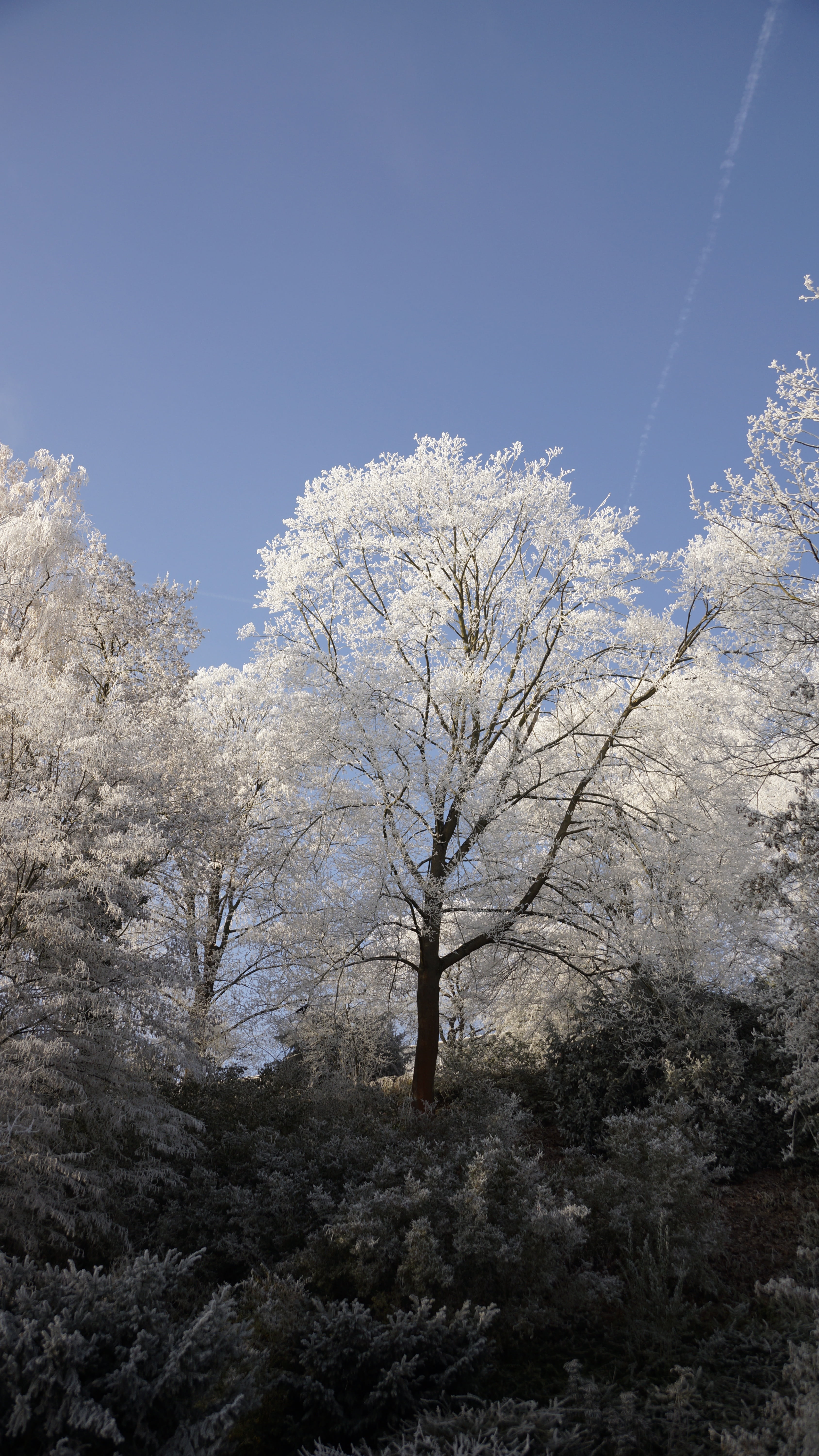 nature, tranquil scene, white, outdoors, tree, crystal, frost, cold temperature, isolated, land, dormant, branch, treetop, non-urban scene, bare tree, plant, Phone HD Wallpaper