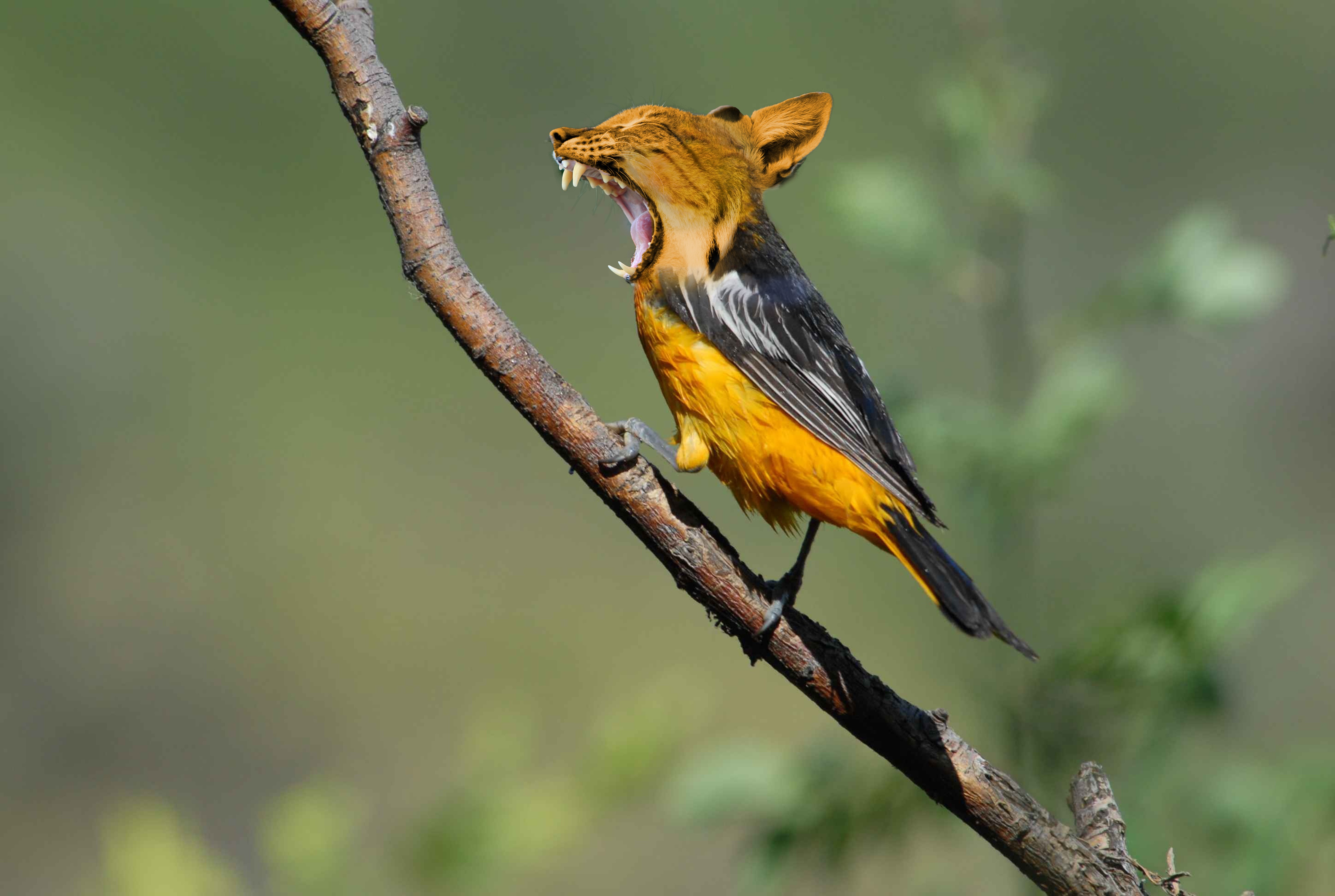 focus, vertebrate, full length, mackerel, animal themes, one animal, tiger, beauty in nature, mutation, outdoors, black, photo art, nature, songbird, plant, HD Wallpaper