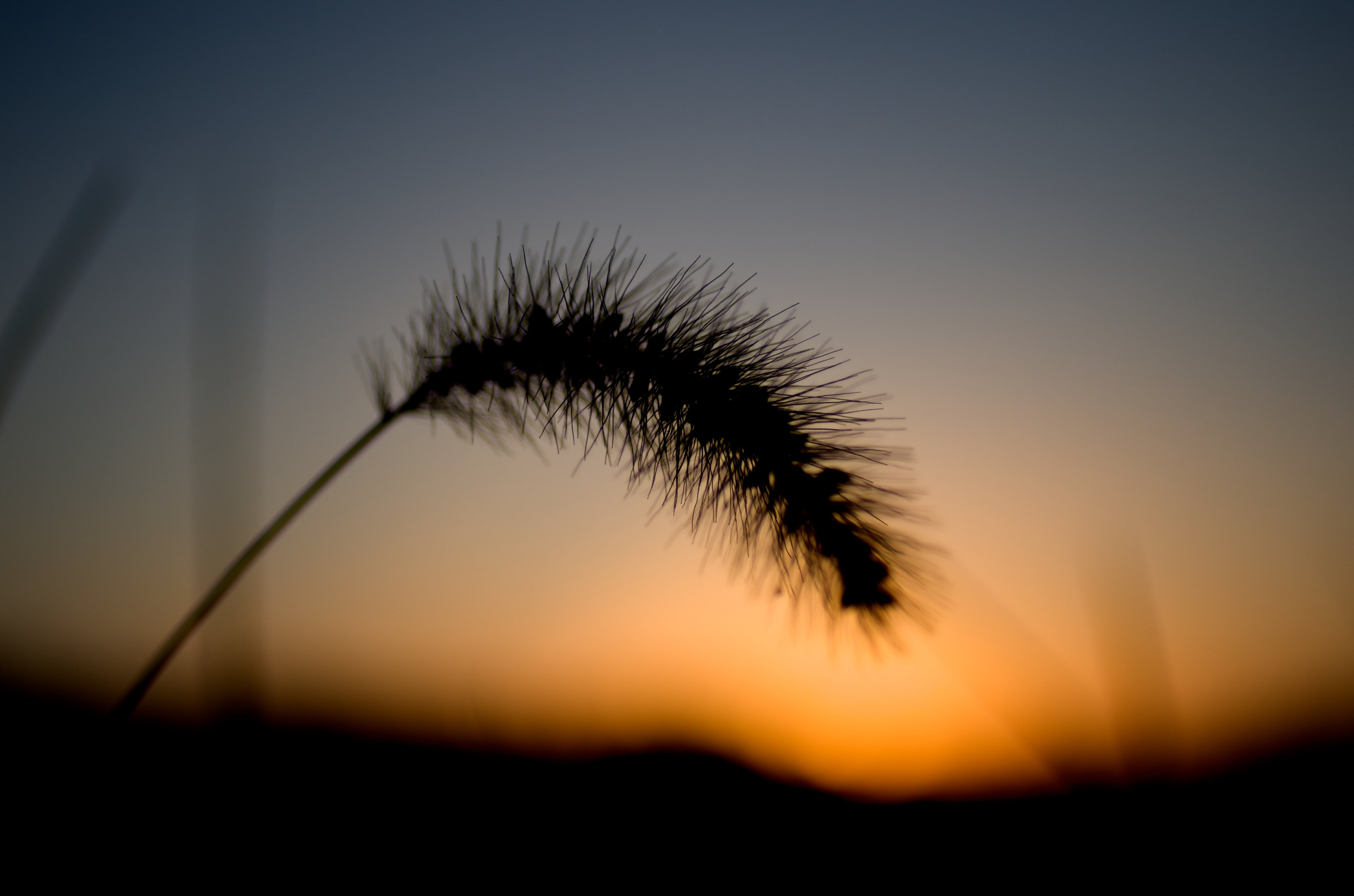 nature, sunset, grass, japan, Carl Zeiss, back Lit, sky, pentax  k-30, silhouette, foxtail, 4K, ZK, tokyo, T* 2, autumn, HD Wallpaper