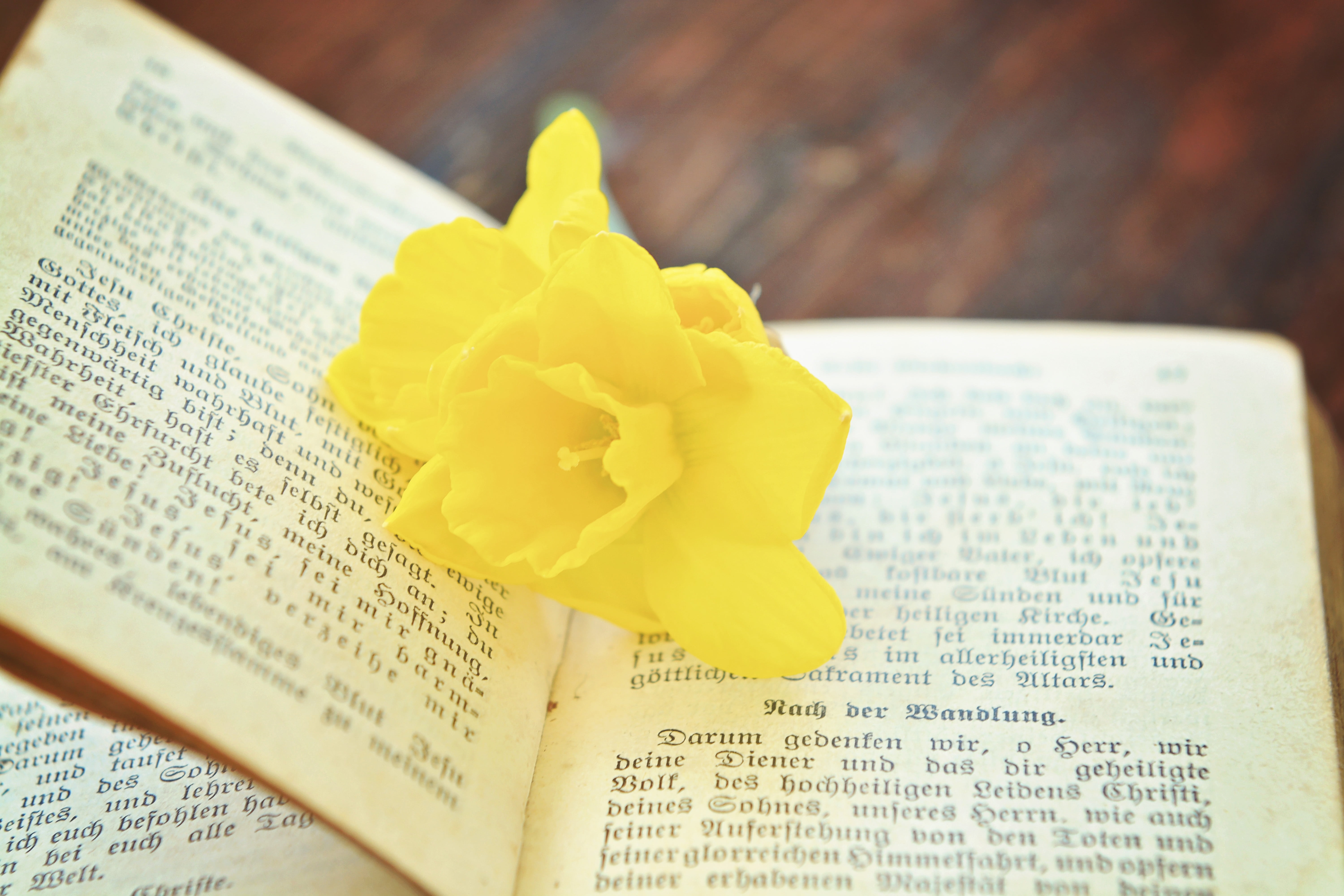 jesus Christ, petal, 5K, church, religious Text, old, bible, god, flowering plant, paper, western script, focus on foreground, yellow, spirituality, catholicism, HD Wallpaper