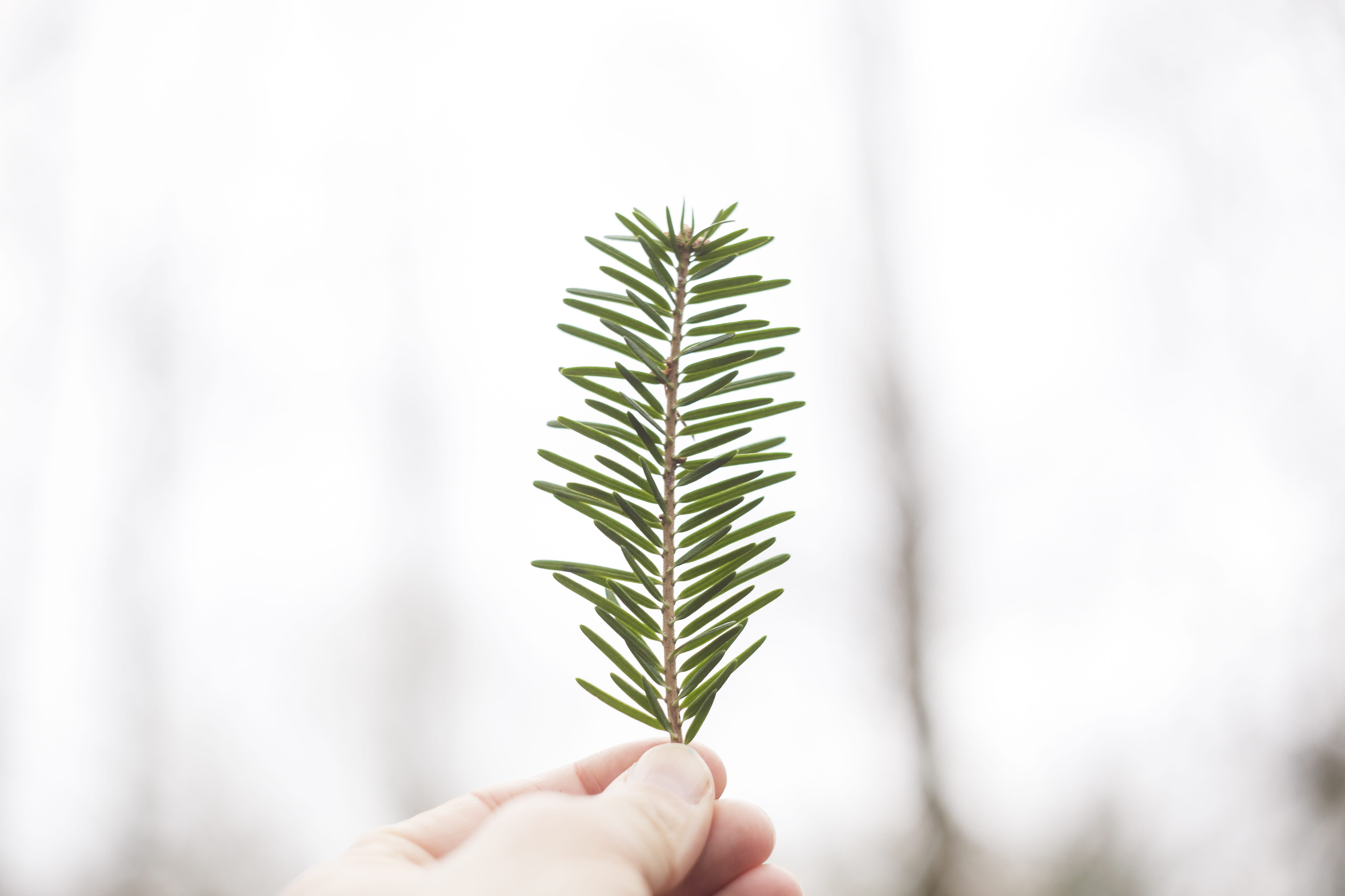 view, blur, summer, small, trunk, care, people, green, new, green Color, abjection, close-up, top, life, botany, seedling, nature, human Hand, new Life, HD Wallpaper