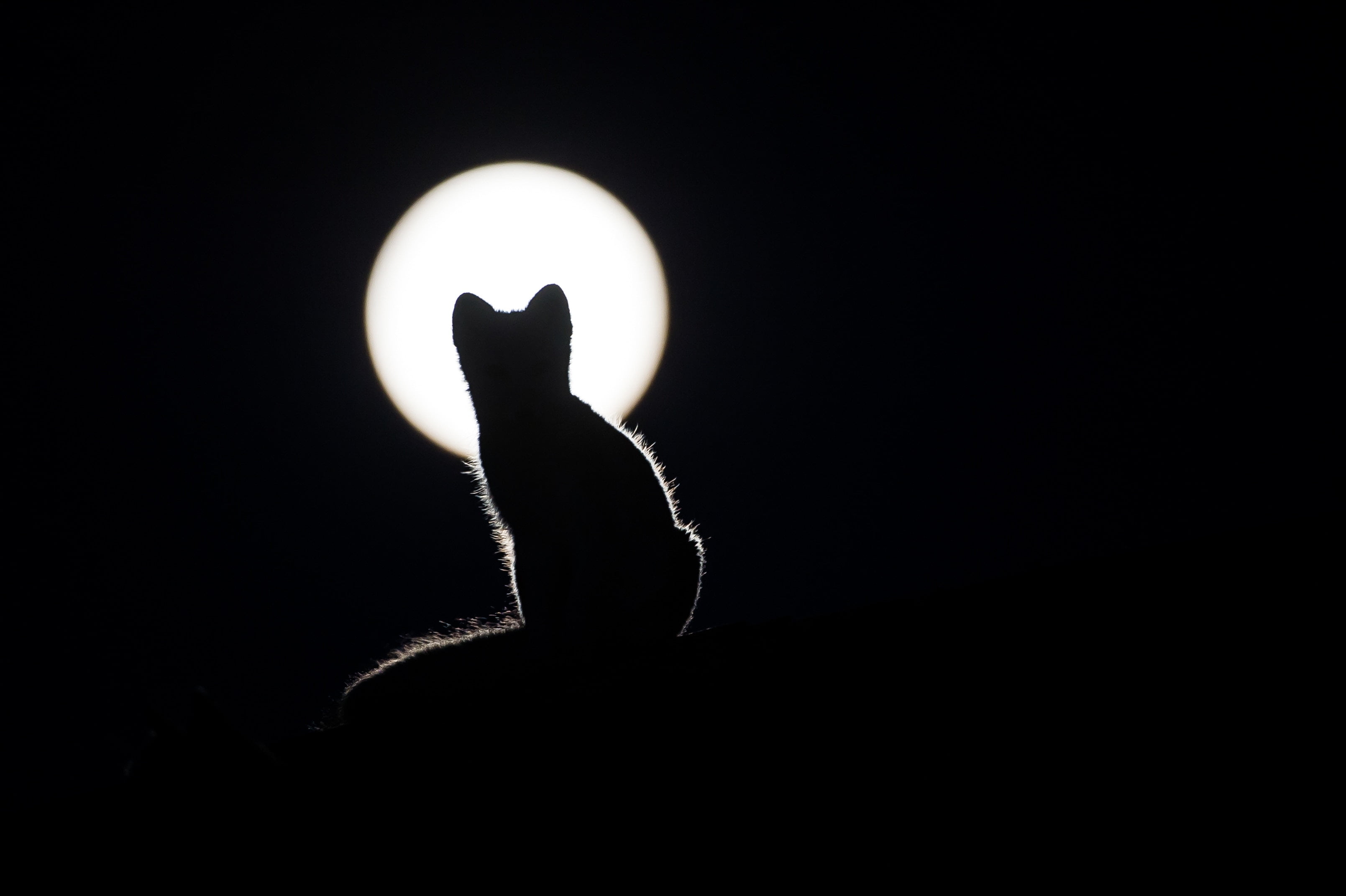 human Finger, representation, one animal, illuminated, people, moon, dark, nature, sky, light - Natural Phenomenon, silhoutte, black background, animal, HD Wallpaper