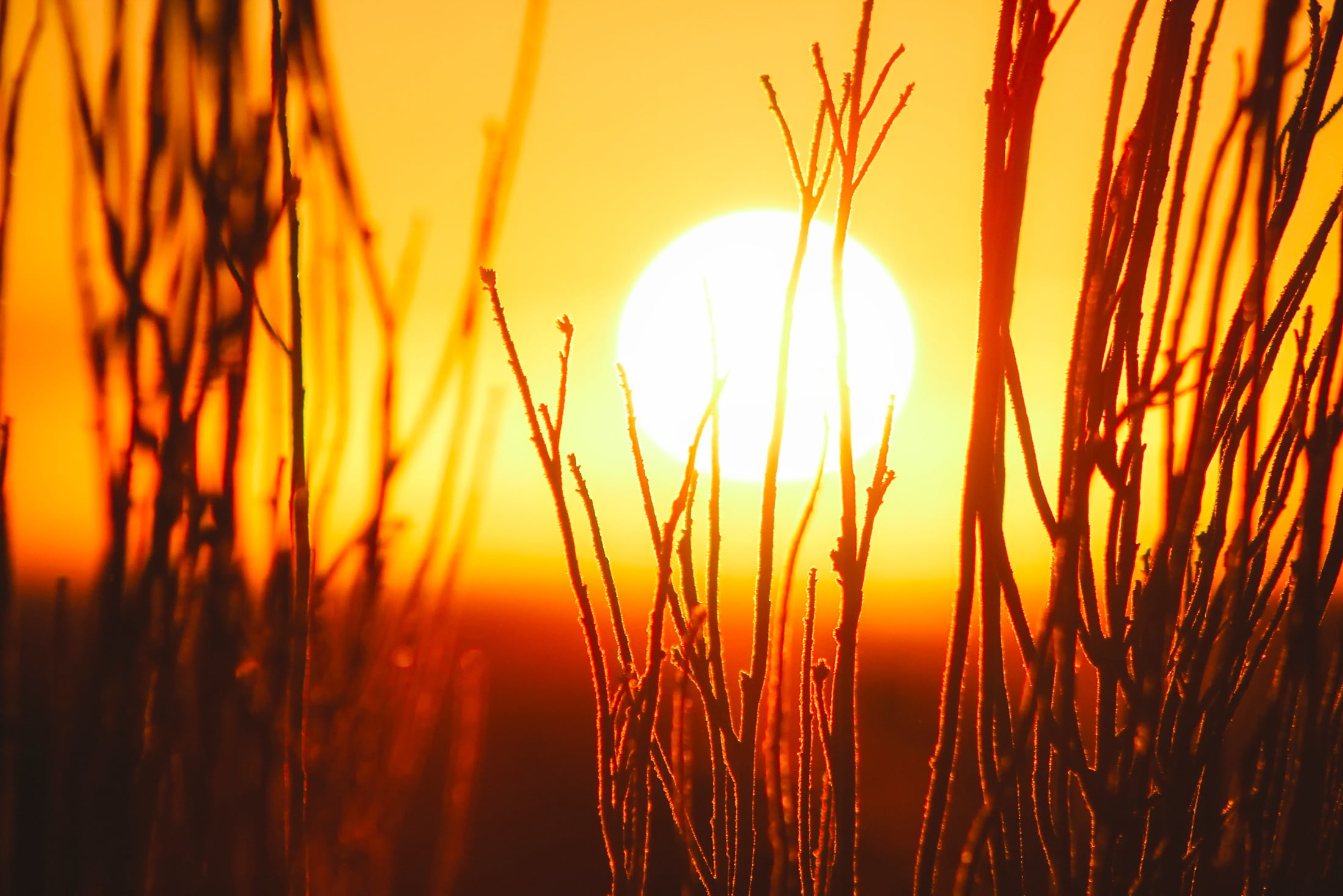 springtime, vibrant color, outdoors, scenics - nature, romantic sky, 1080P, bright, no people, sunset, summer, grass, silhoutte, plant, landscape, sunlight, HD Wallpaper