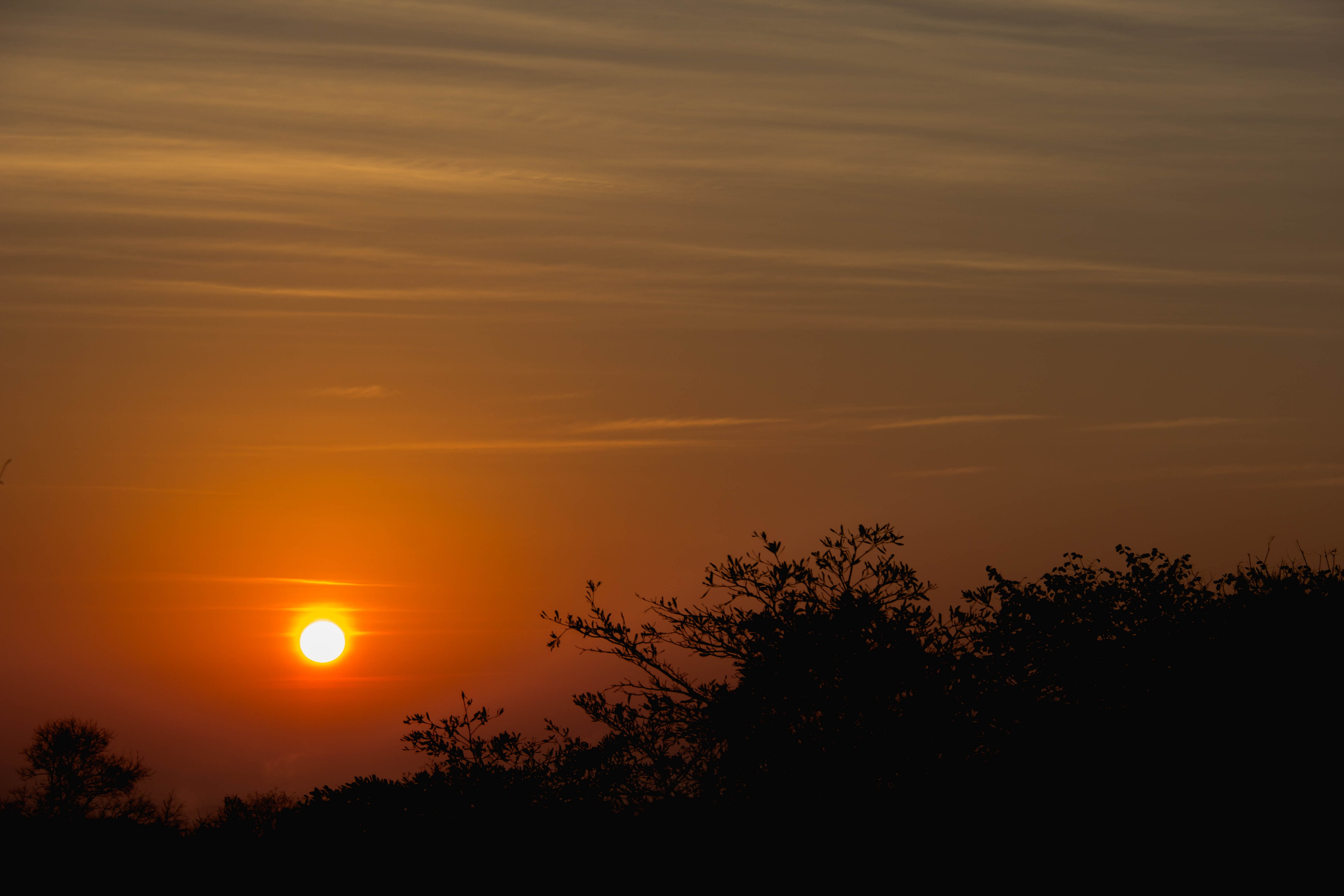 plant, growth, silhoutte, sky, orange color, sunset, cloud - sky, sunlight, romantic sky, tranquil scene, beauty in nature, tree, sun, outdoors, 5K, no people, HD Wallpaper