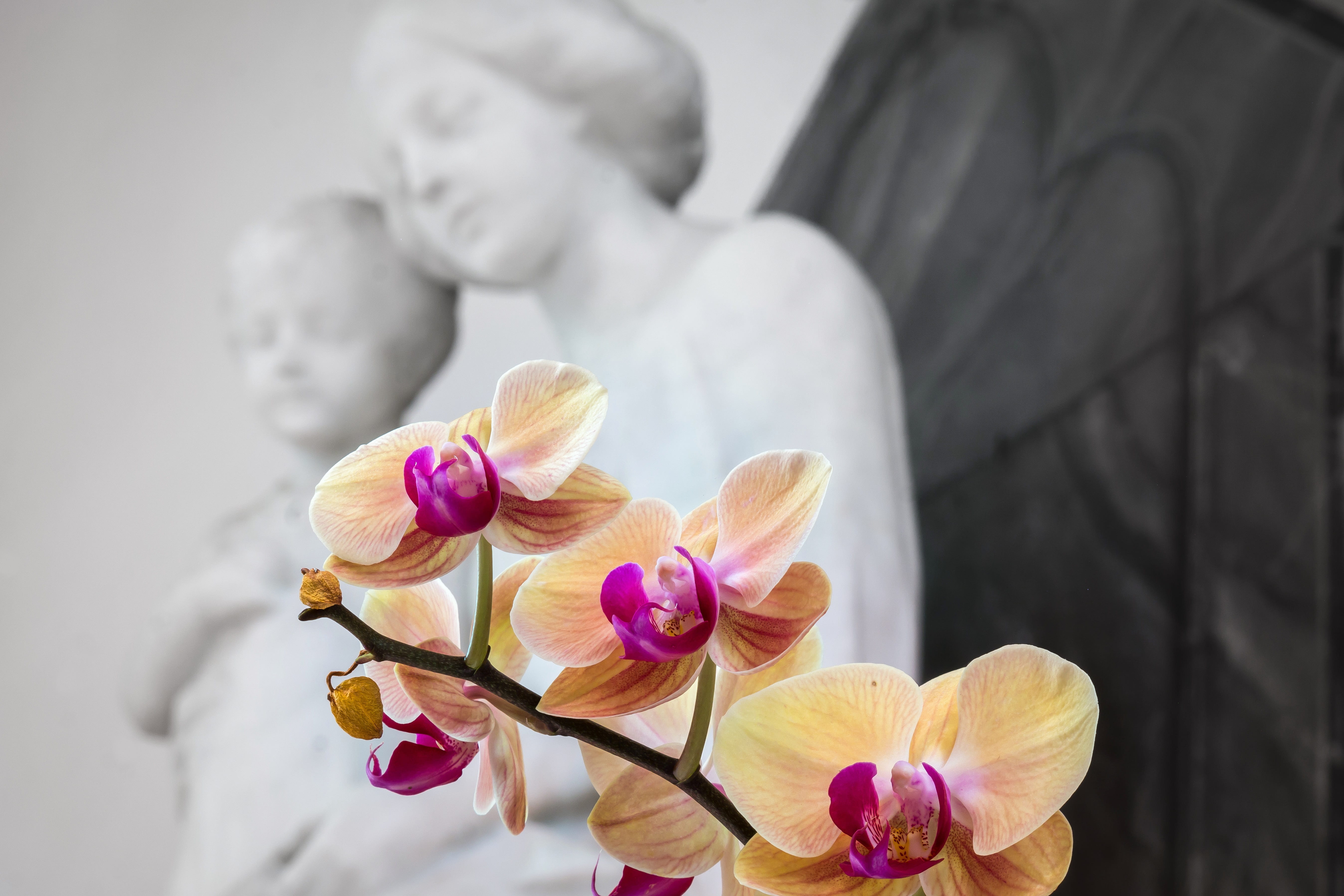 high angle view, religion, no people, pink color, studio shot, indoors, flowers, figure, jesus, bunch of flowers, holy maria, focus on foreground, softness, HD Wallpaper