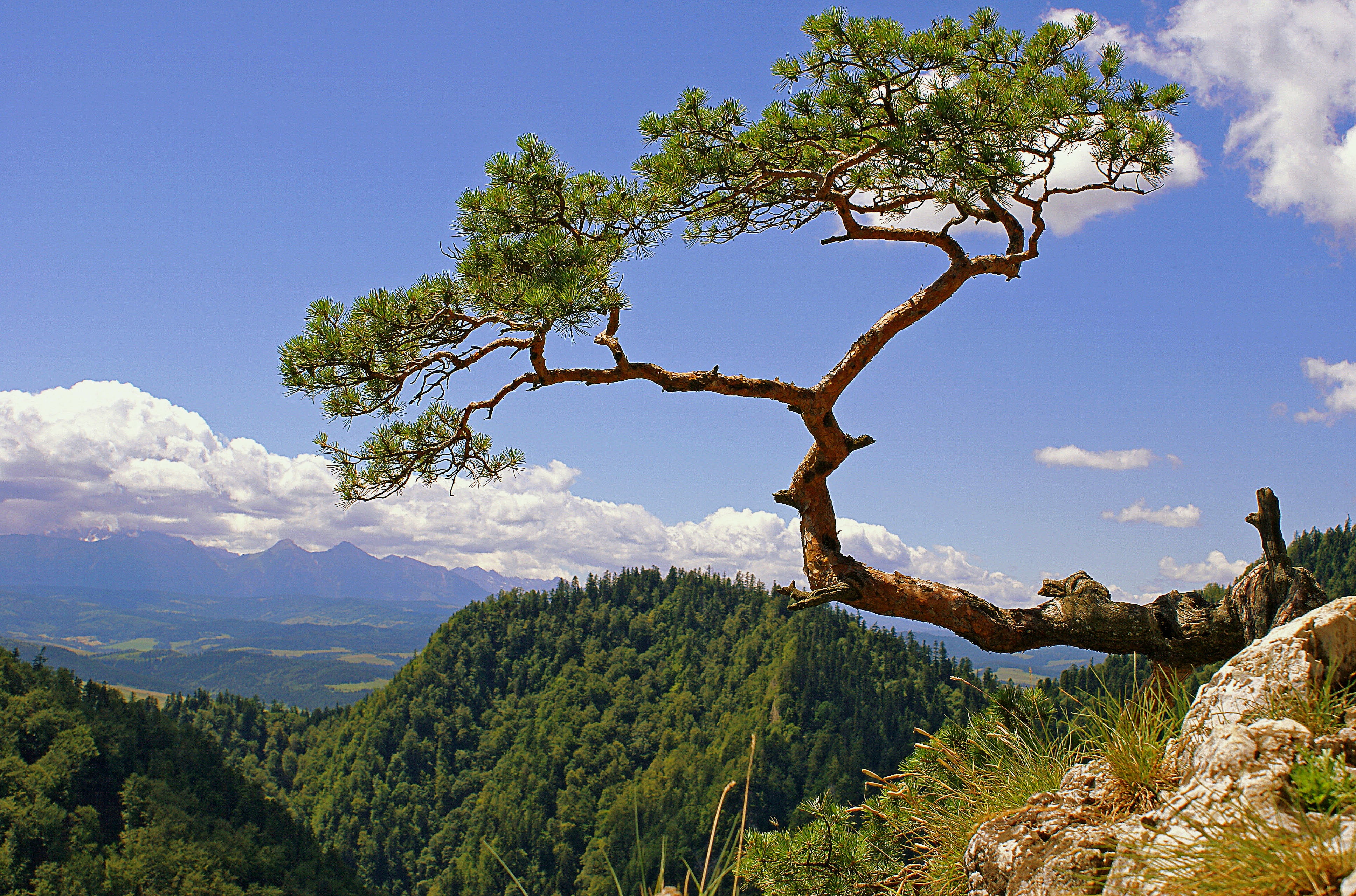 shadows, scenics - nature, clear, summer, limba, plant, scenics, poland, travel destinations, mountain range, landscape park, panorama, pieniny, environment, HD Wallpaper