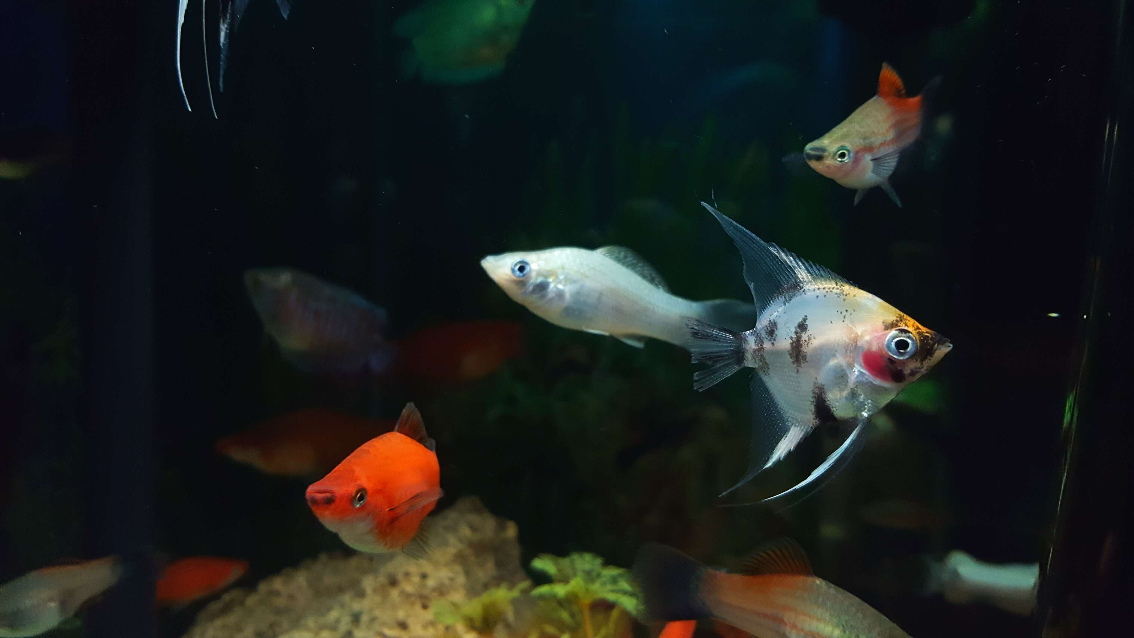 animals in the wild, animals in captivity, tank, water, sea life, nature, anglefish, no people, swimming, vertebrate, nemo, aquarium, glass - material, HD Wallpaper