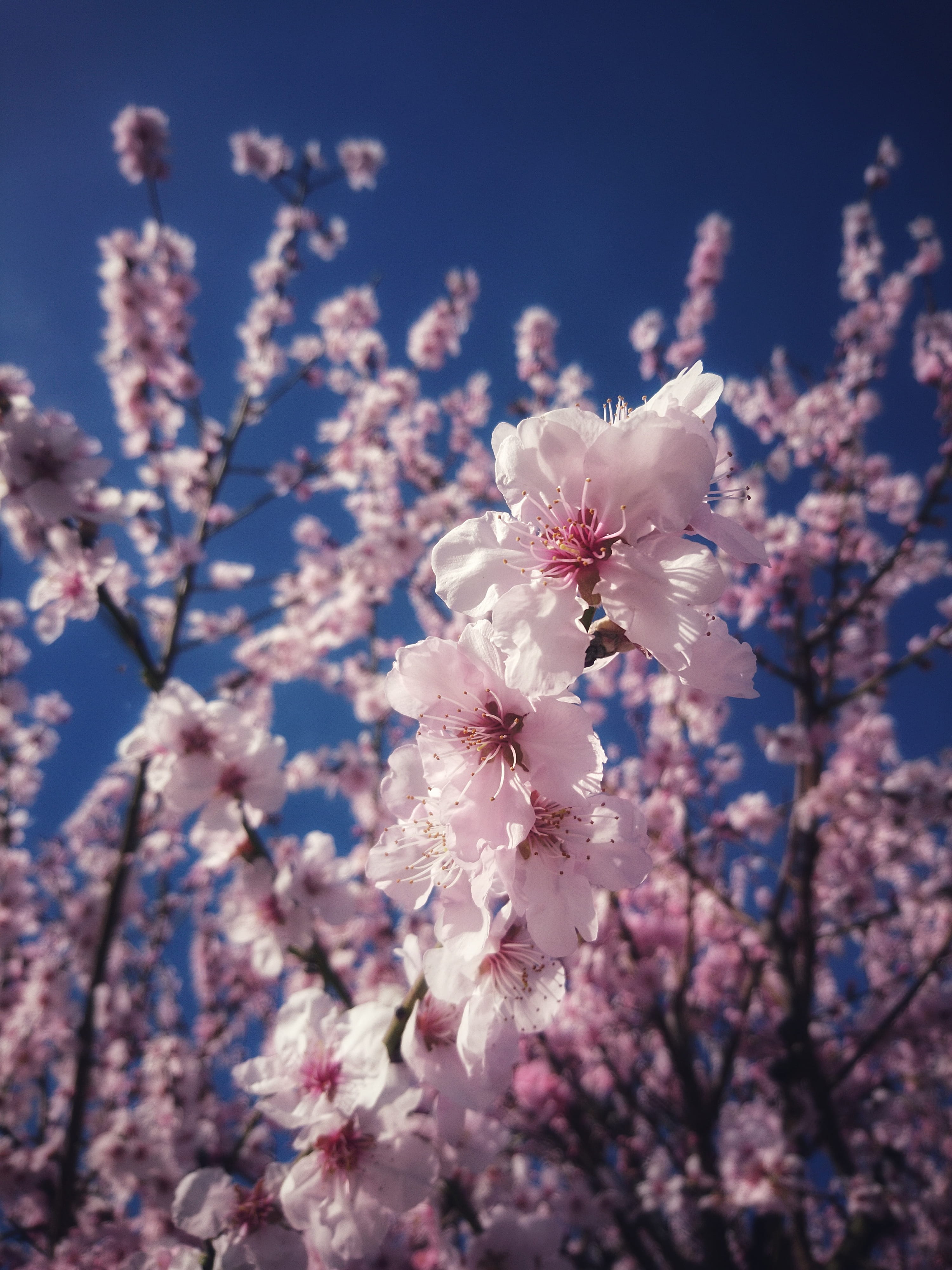 crocus, day, flower, freiburg, ditch, flower head, low angle view, petal, food, pollen, crowd, 4K, tree, spring, springtime, branch, plant, kaiserstuhl, Phone HD Wallpaper