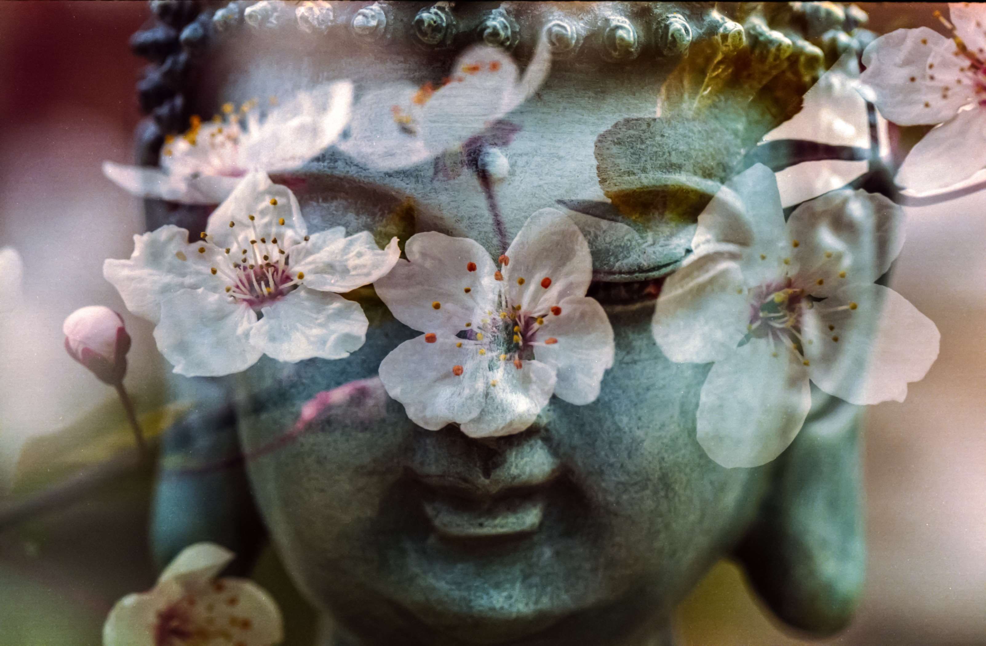 balance, mystic, meditating, springtime, buddha, fragility, petal, growth, indoors, oriental, inflorescence, health, religion, art and craft, meditation, HD Wallpaper