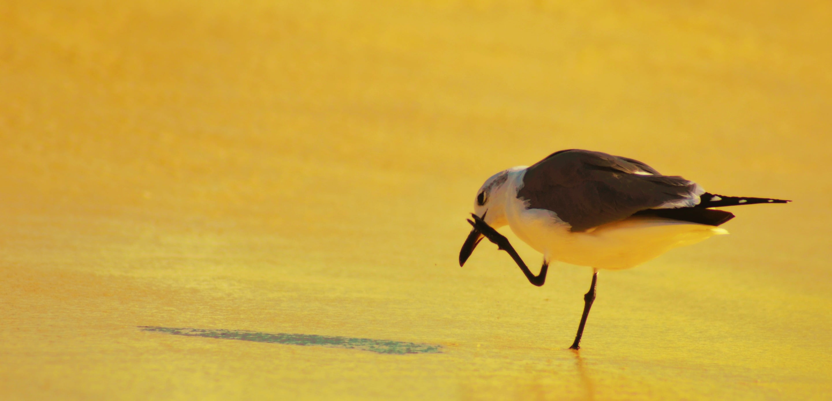 yellow  sun, white, wildlife, nature, beak, black and white, Amarillo, 2K, bird, cancun  mexico, seagull, sol, outdoors, white bird, feather, nikon  d3100, HD Wallpaper