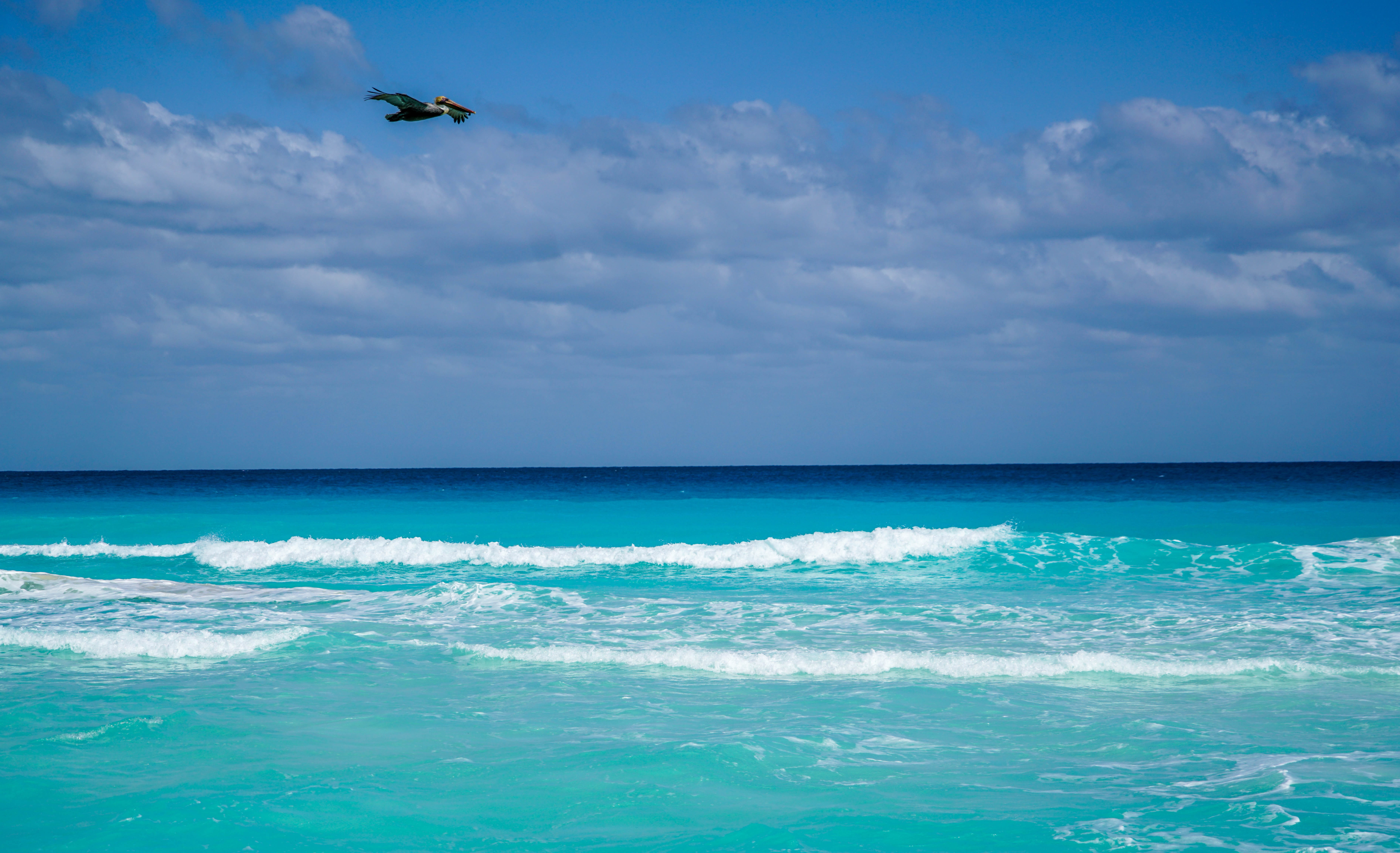 horizon, scenics, vertebrate, sport, travel, Cancun, travel Locations, no people, 5K, Mexico, beauty in nature, animal, wave, summer, coastline, Beach, HD Wallpaper