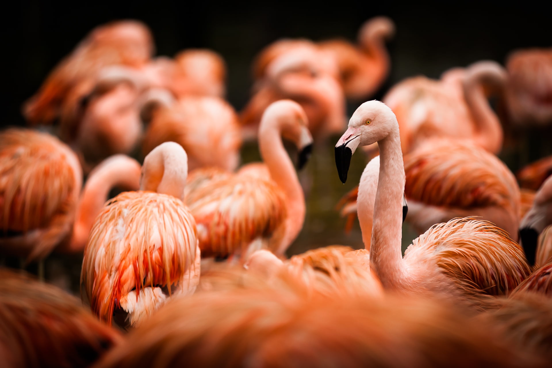 Canon EOS 5D Mark II, mm, Animal, ouest, de, bird, Park, Western Europe, Charente-Maritime, II, feather, attractions, wildlife, Leisure, light, f/2, Amusement, HD Wallpaper