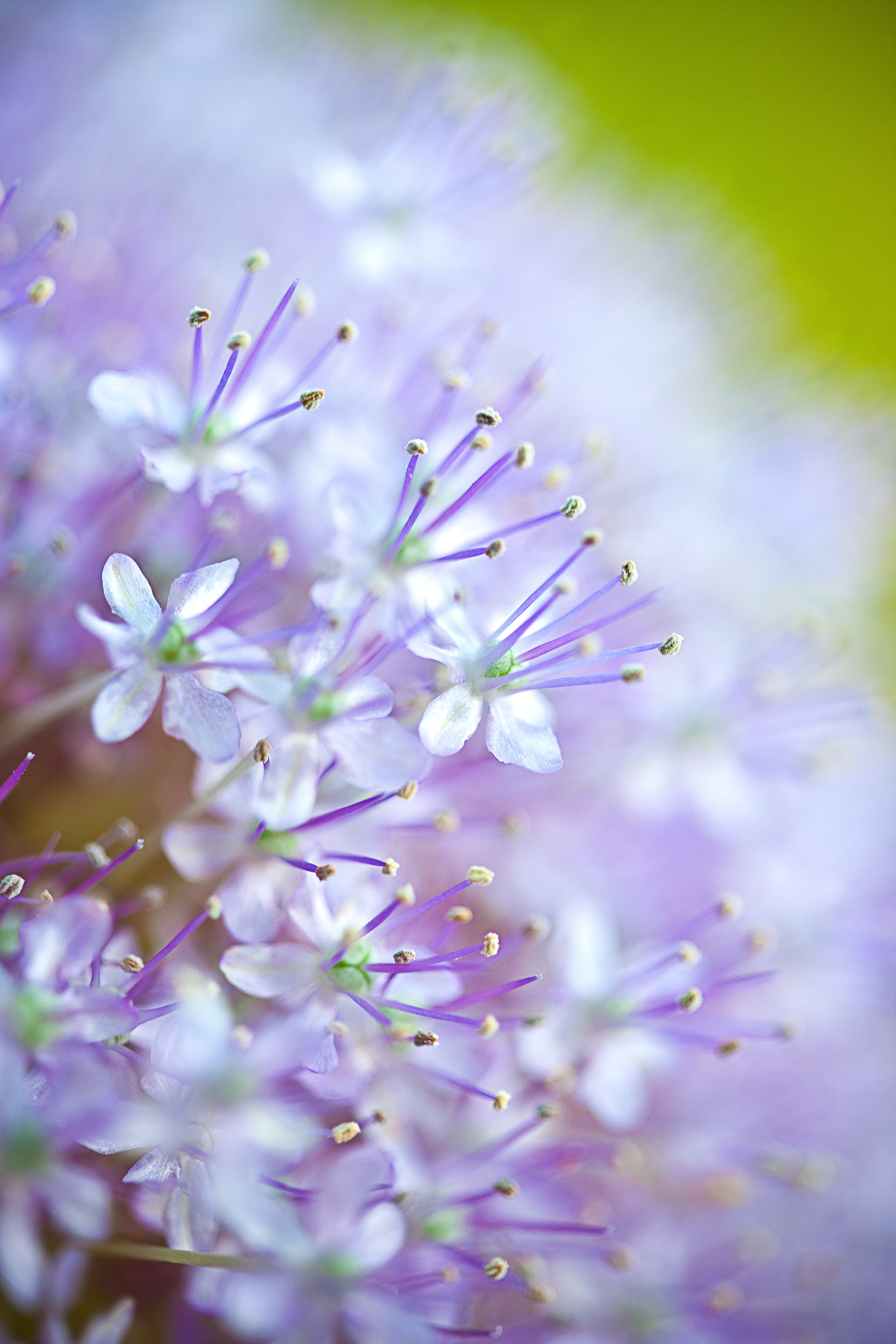 Bokeh, ボケ, macro, 雌, modello, パタ, close-up, Nature, Flores, Texture, 花, white, фон, surface, Textura, pattern, Natura, close, 5K, flowers, ぼけ, petaled, Phone HD Wallpaper