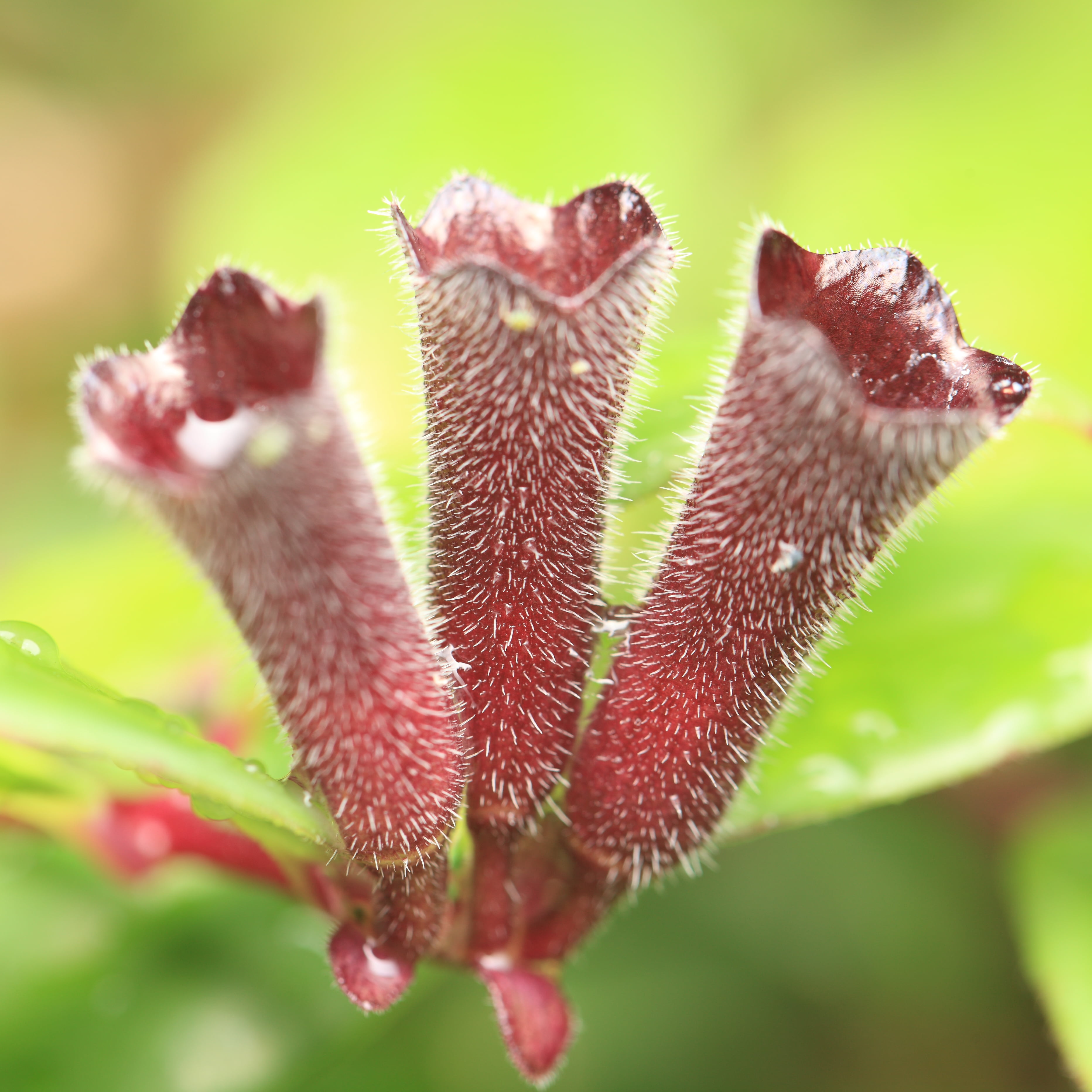 photo, Lipstick  plant, はな, close-up, Aeschynanthus  radicans, aeschynanthus, nature, Macro, daytime, shallow focus, Aeschynanthus radicans, Canon EF, shallow, Phone HD Wallpaper