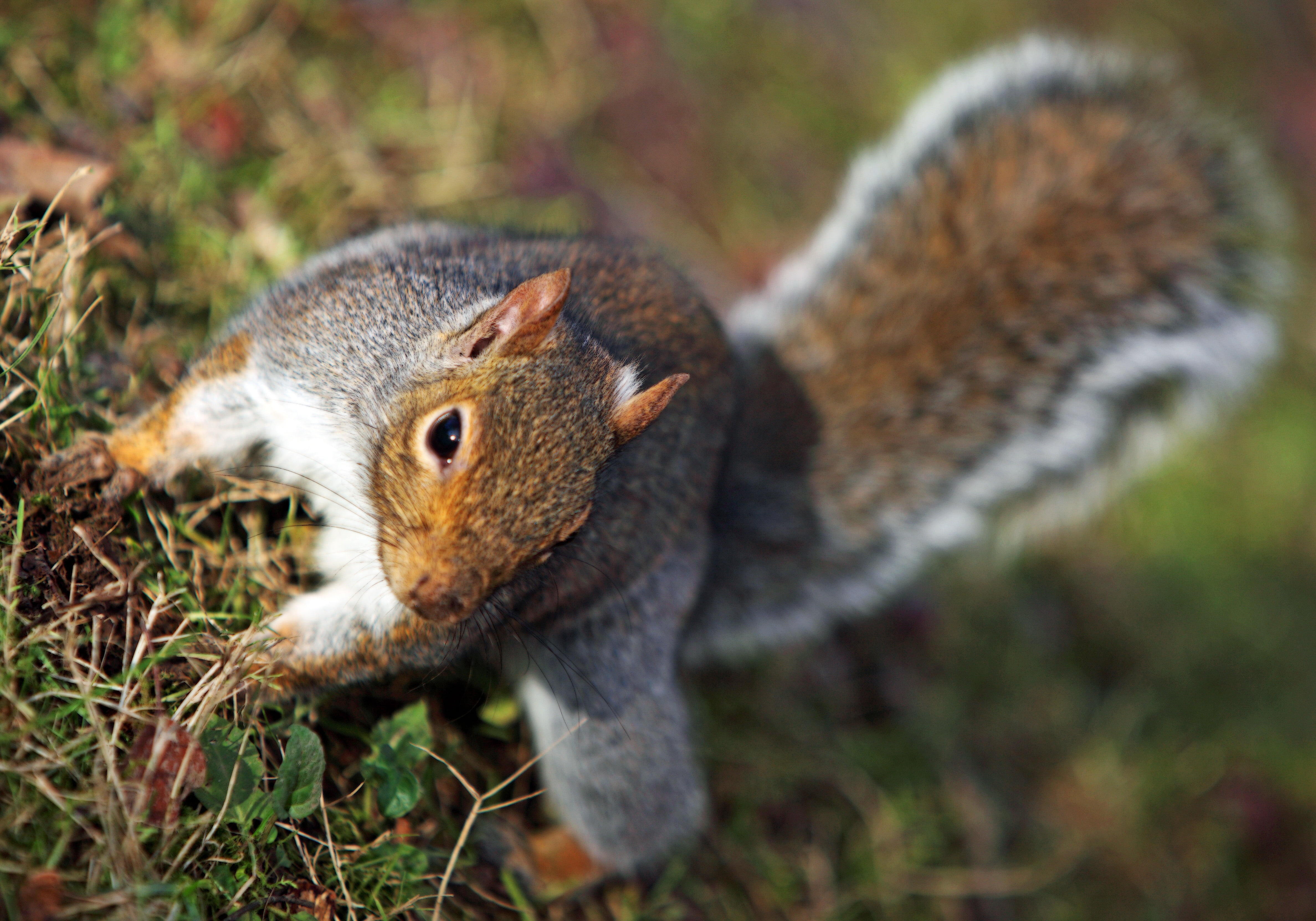 Downtown, forest, top, Close  Up, DOF, outdoors, rodent, green, Me, Canon  EOS  5D  Mark  II, wildlife, green grass, black squirrel, cute, black, Salem  Oregon, HD Wallpaper