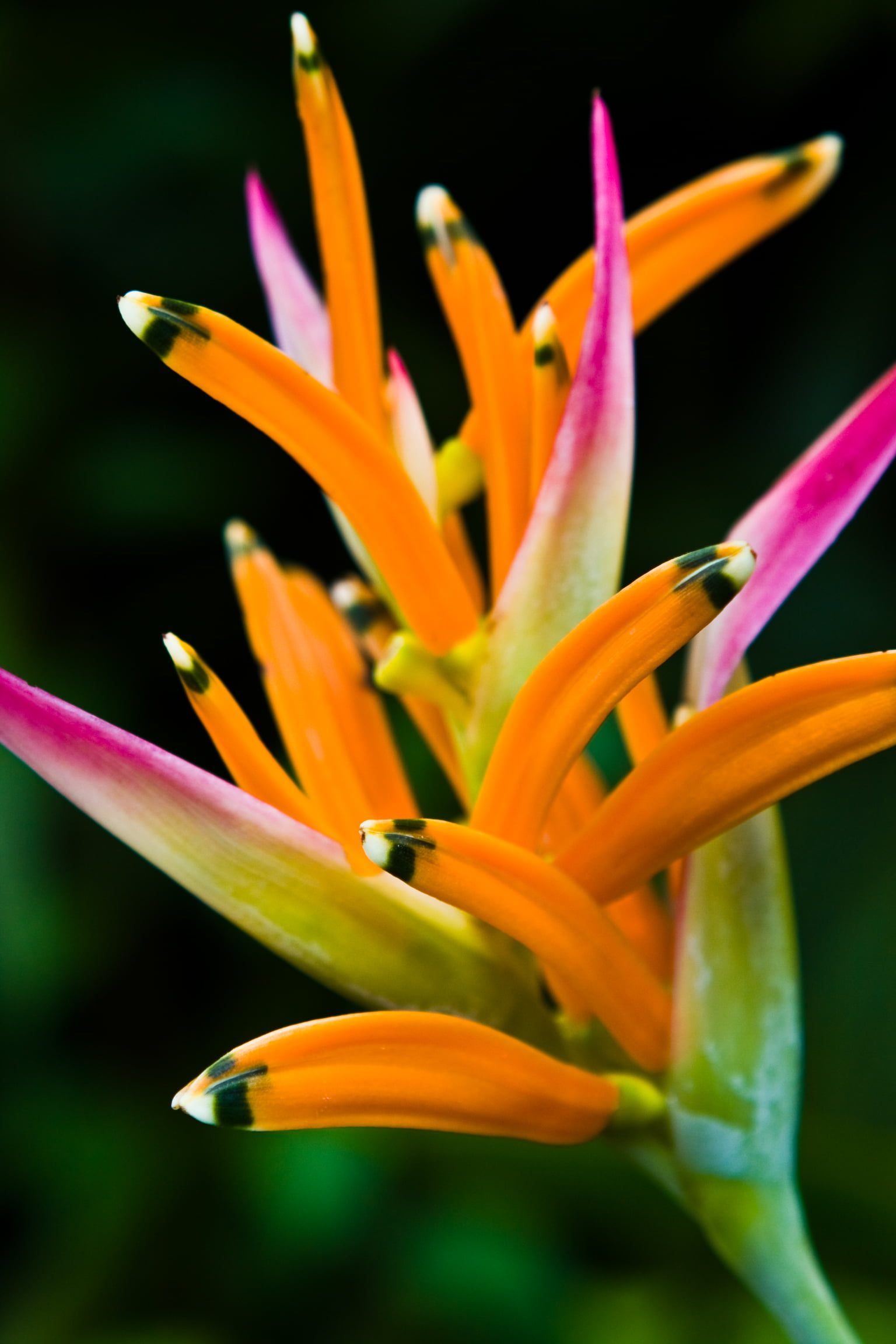 multi Colored, f/2, Close up, plant, Perfect, beauty In Nature, close-up, macro, Photographer, pink, SOE, photography, flower Head, yellow, Canon EOS 40D, Phone HD Wallpaper