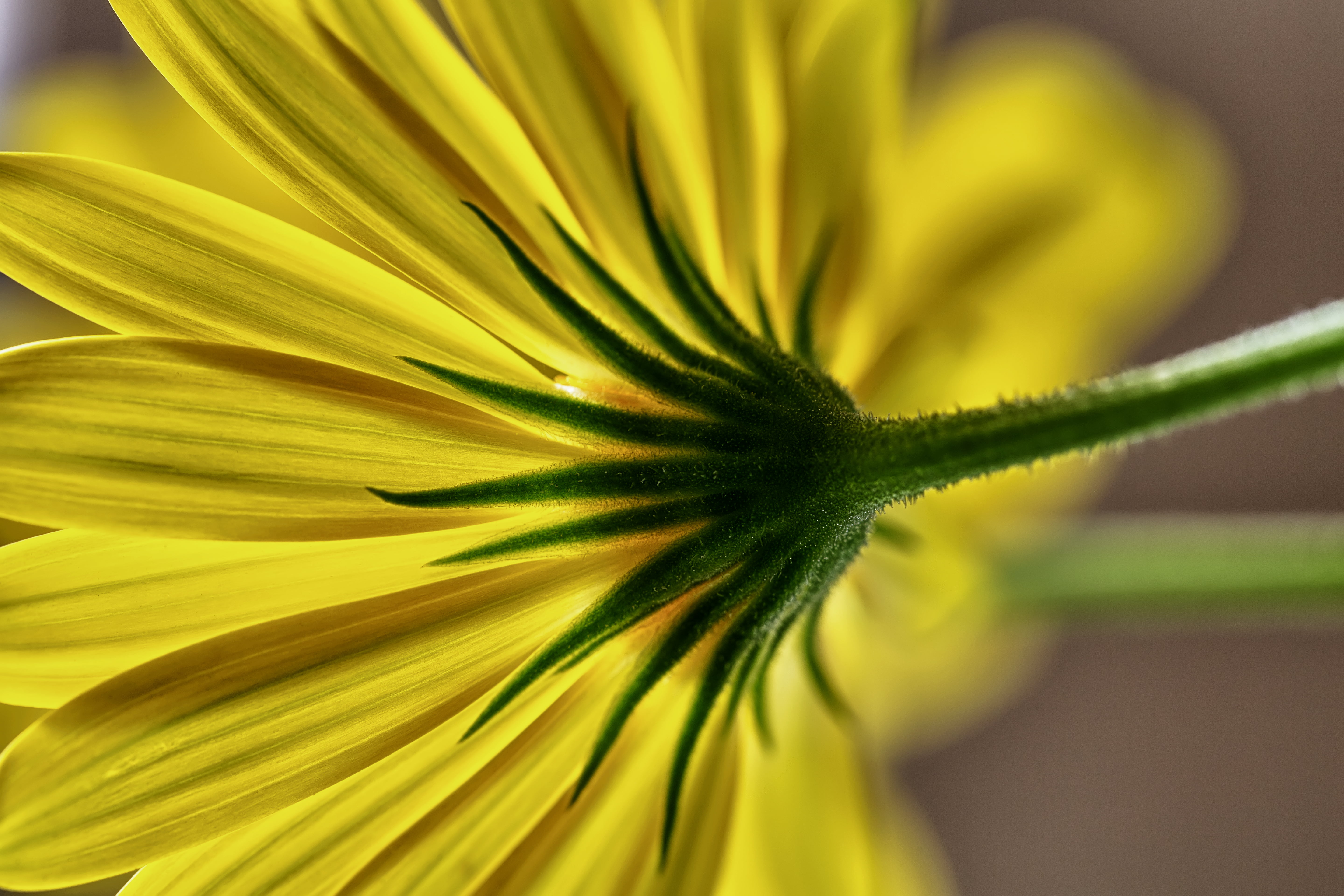 yellow, Macro, nature, USM, Canon EOS 5D Mark III, selective, Australia, close-up, Flower  Flower, Vivid, photography, f/2.8, focus, plant, yellow Daisy, HD Wallpaper