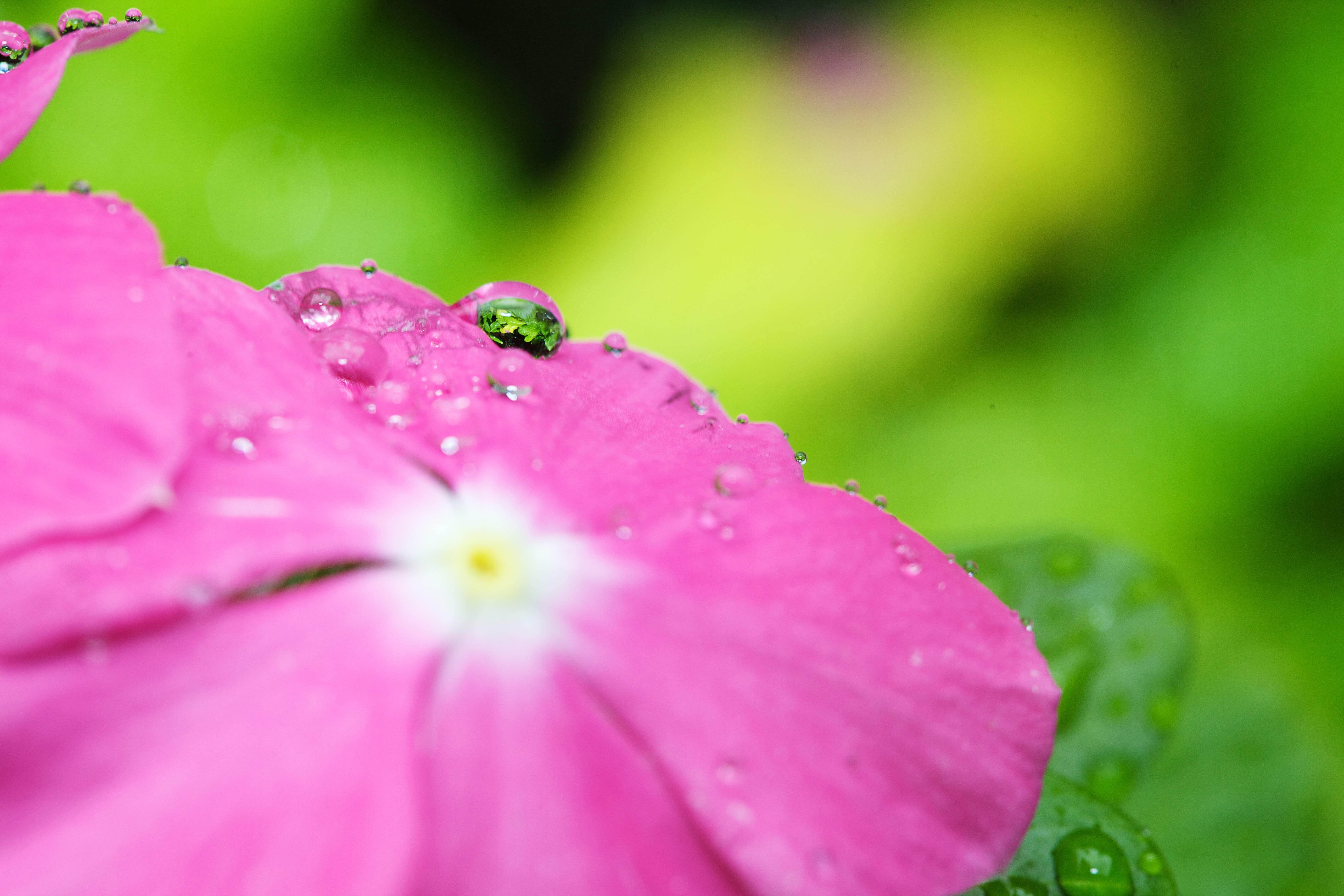 drops, photo, rain, wet, nature, plant, freshness, summer, flower, f/2.8, close, leaf, pink, close up, Macro, USM, dew, 5K, Canon EF, raindrop, water, HD Wallpaper