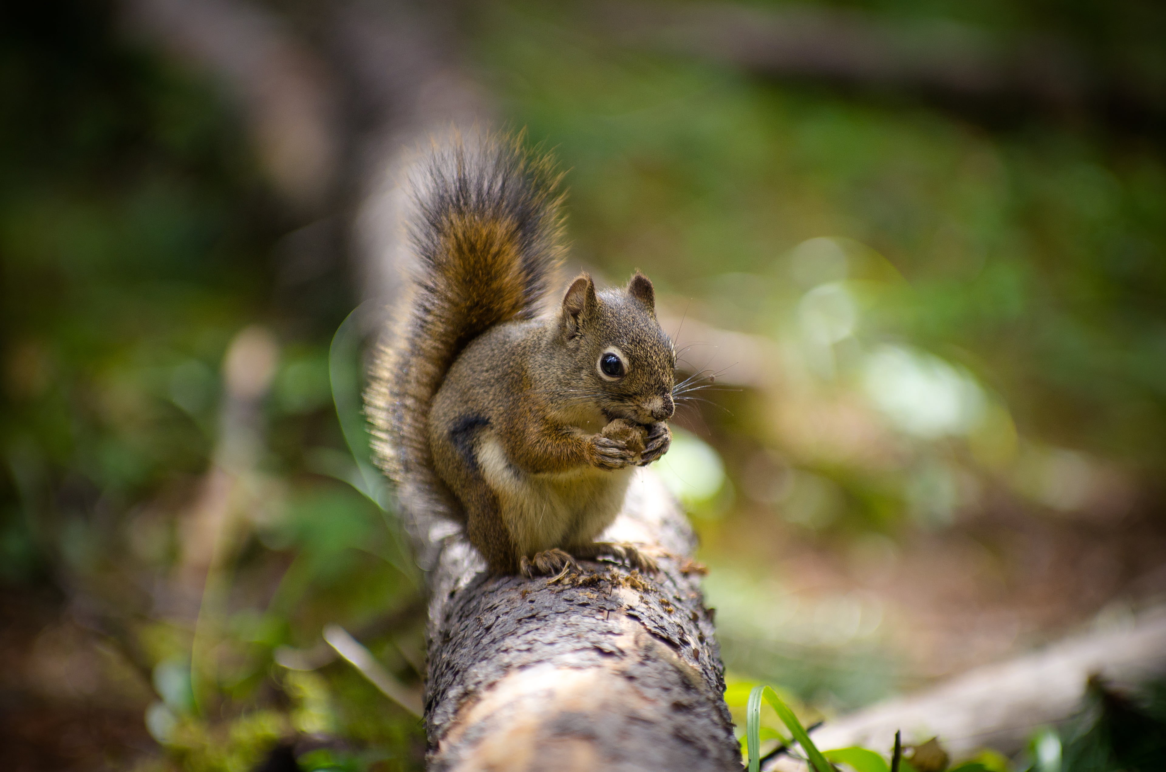 Squirrel, wide  open, pentax  k-5, banff  national  park, branch, canada, eating, brown, banff, tree, f/2.8, beaver, 4k, trail  creek, animals In The Wild, HD Wallpaper