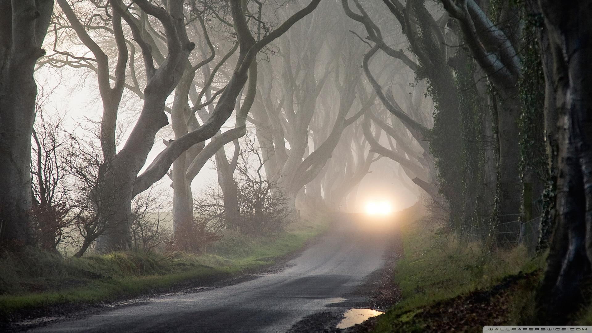 road, 1080P, gnarled, forest, branches, light, nature and landscapes, haunted, HD Wallpaper