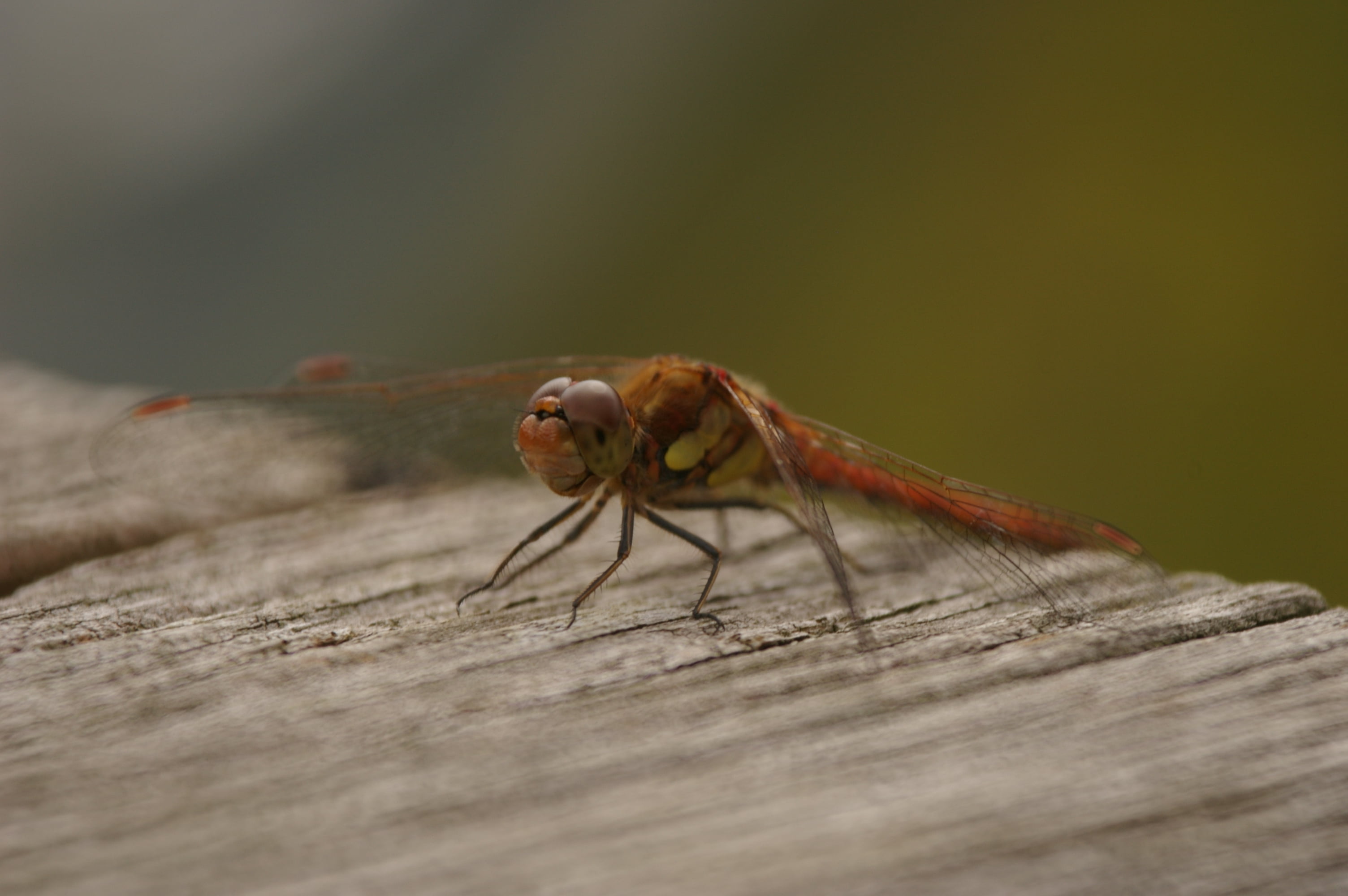 close-up, nature, insect, animal Wing, macro, wwt, dragonfly, wildlife, brown, barnes, london wetland centre, animal, summer, 2K, HD Wallpaper